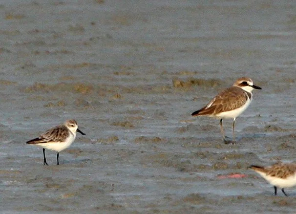 BIRD - SANDPIPER - SPOON-BILLED SANDPIPER & LESSER SAND PLOVER - PETCHABURI PROVINCE, PAK THALE (8).JPG