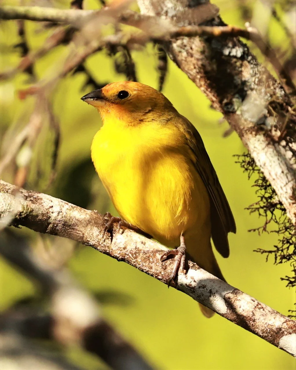 Finch - Saffron Finch - Sicalis flaveola - Carlos Botelho State Park, Sao Paulo State Brazil (5).jpg