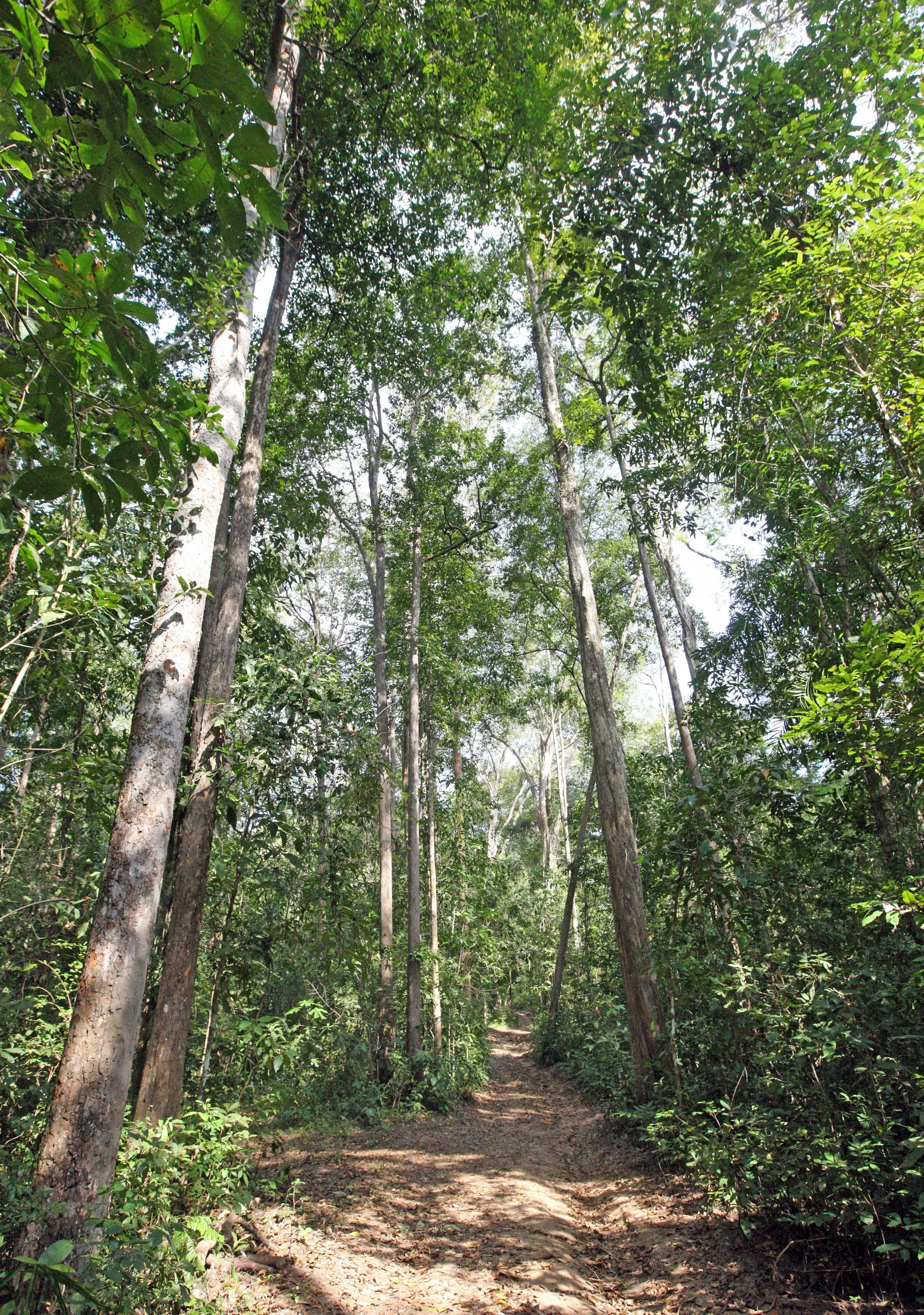 Although it is difficult to get permission to visit the core area of the Western forest Complex, once in you get a true feel for what authentic wild Thailand used to be long before human intervention.