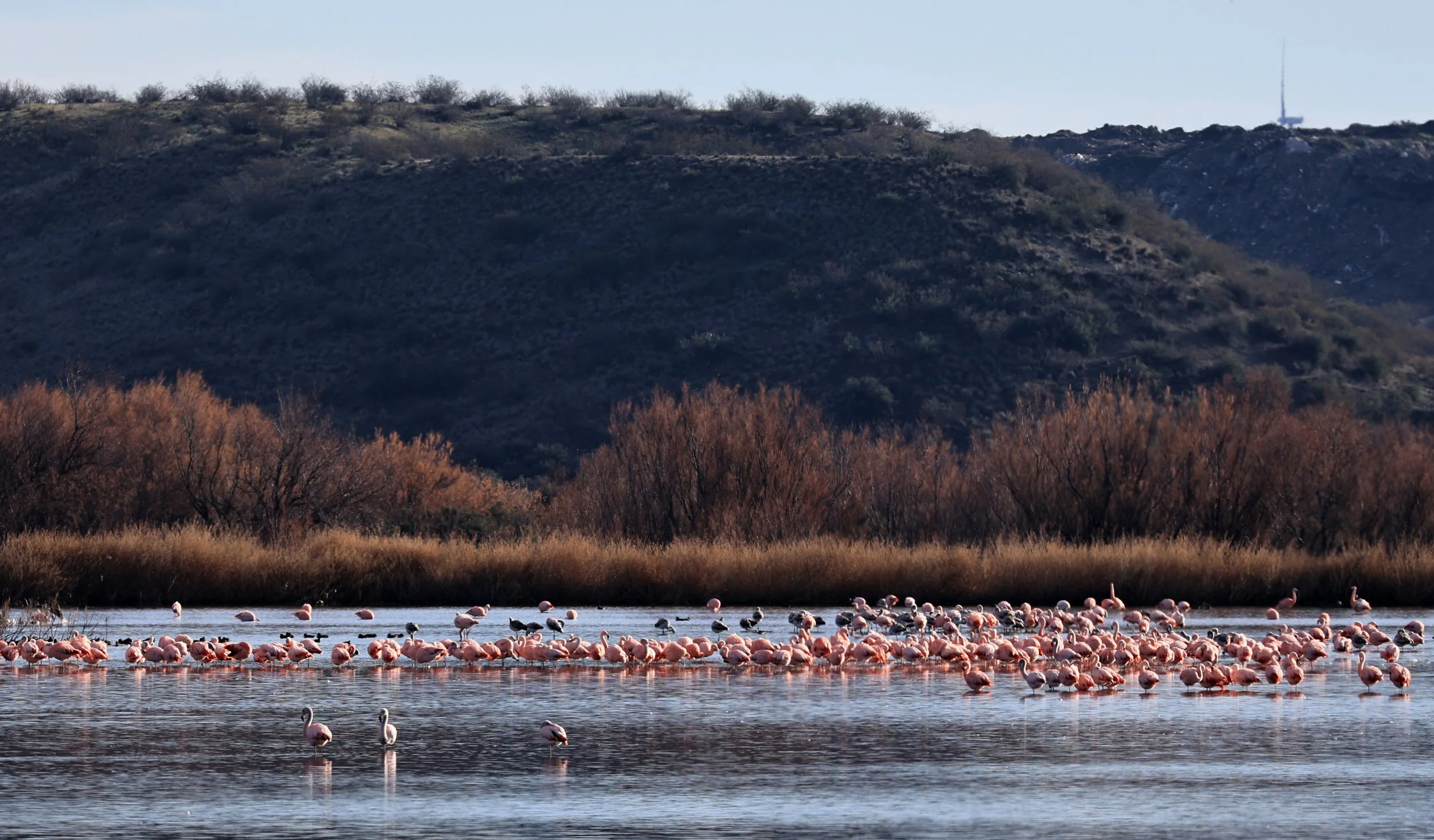 Chilean Flamingo (Phoenicopterus chilensis) Lagunas del Ornitólogo, Trelew Argentina (55).jpg