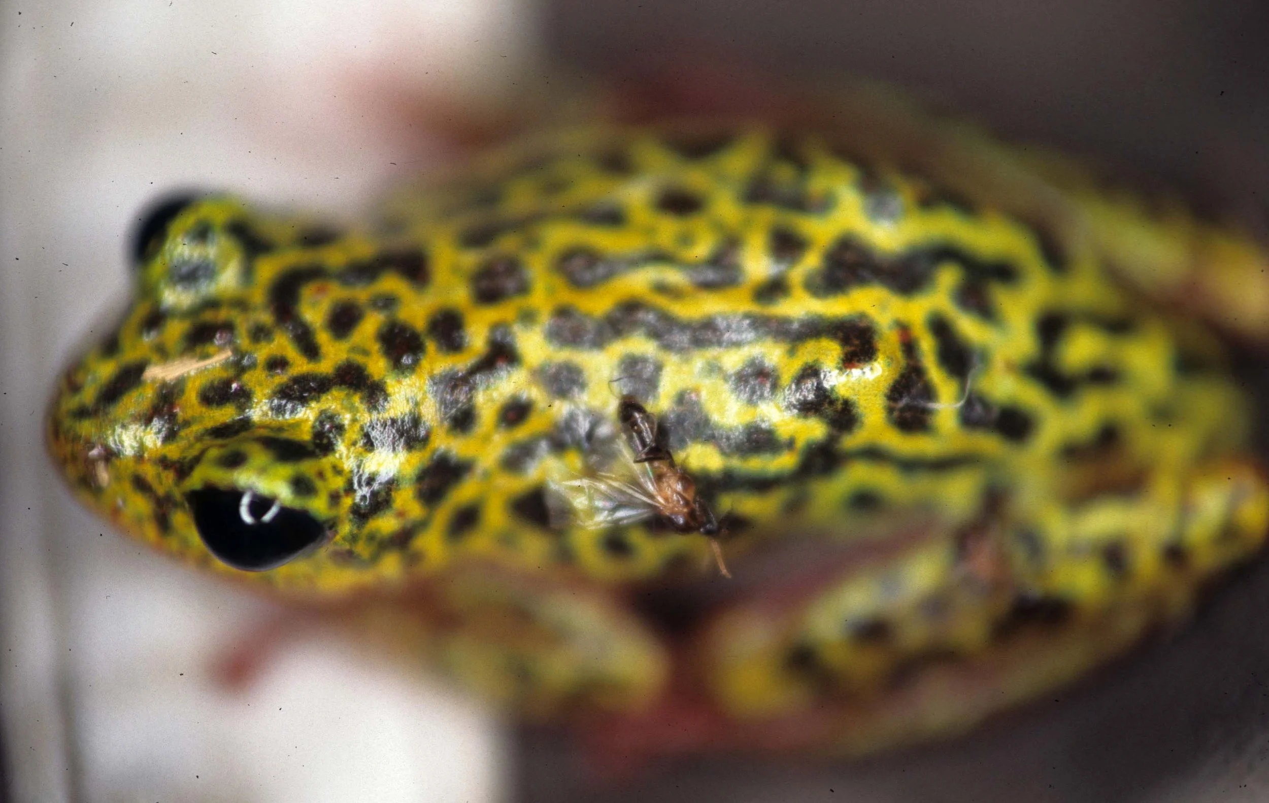 AMPHIBIAN - FROG - UGANDA (5).jpg