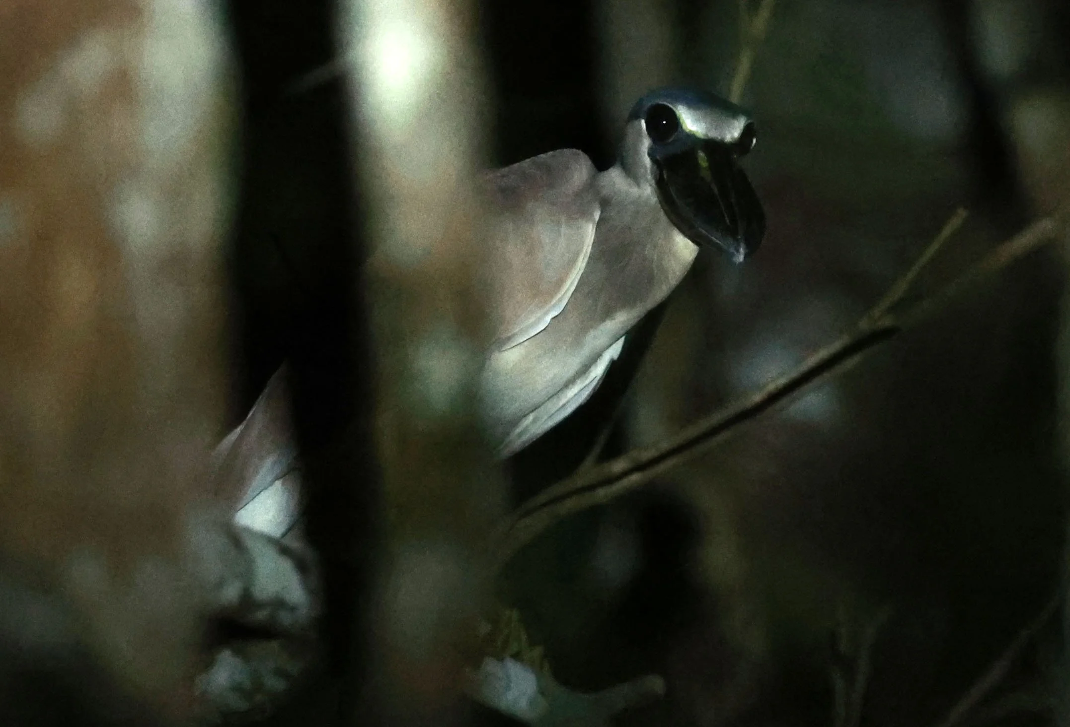Heron - Boat-billed Heron - Cochlearius cochlearius - Ariau River & Rio Negro Region Southwest of Manaus (3).jpg