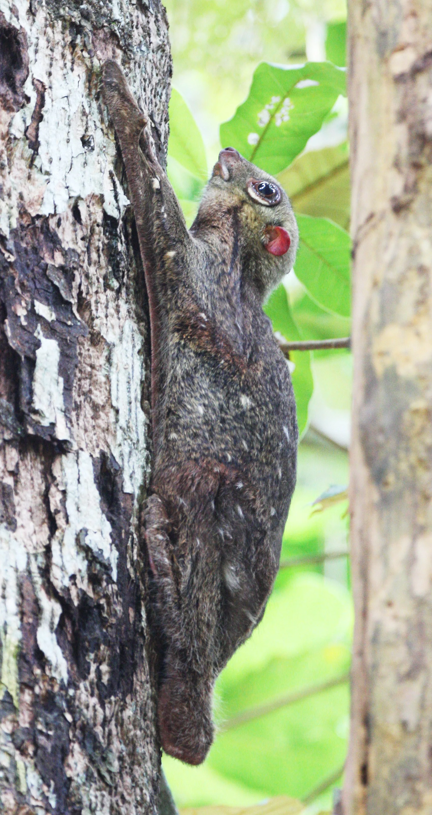 2016 Koh Lanta TheOtherSideVillas - Nature at our Home (50).JPG