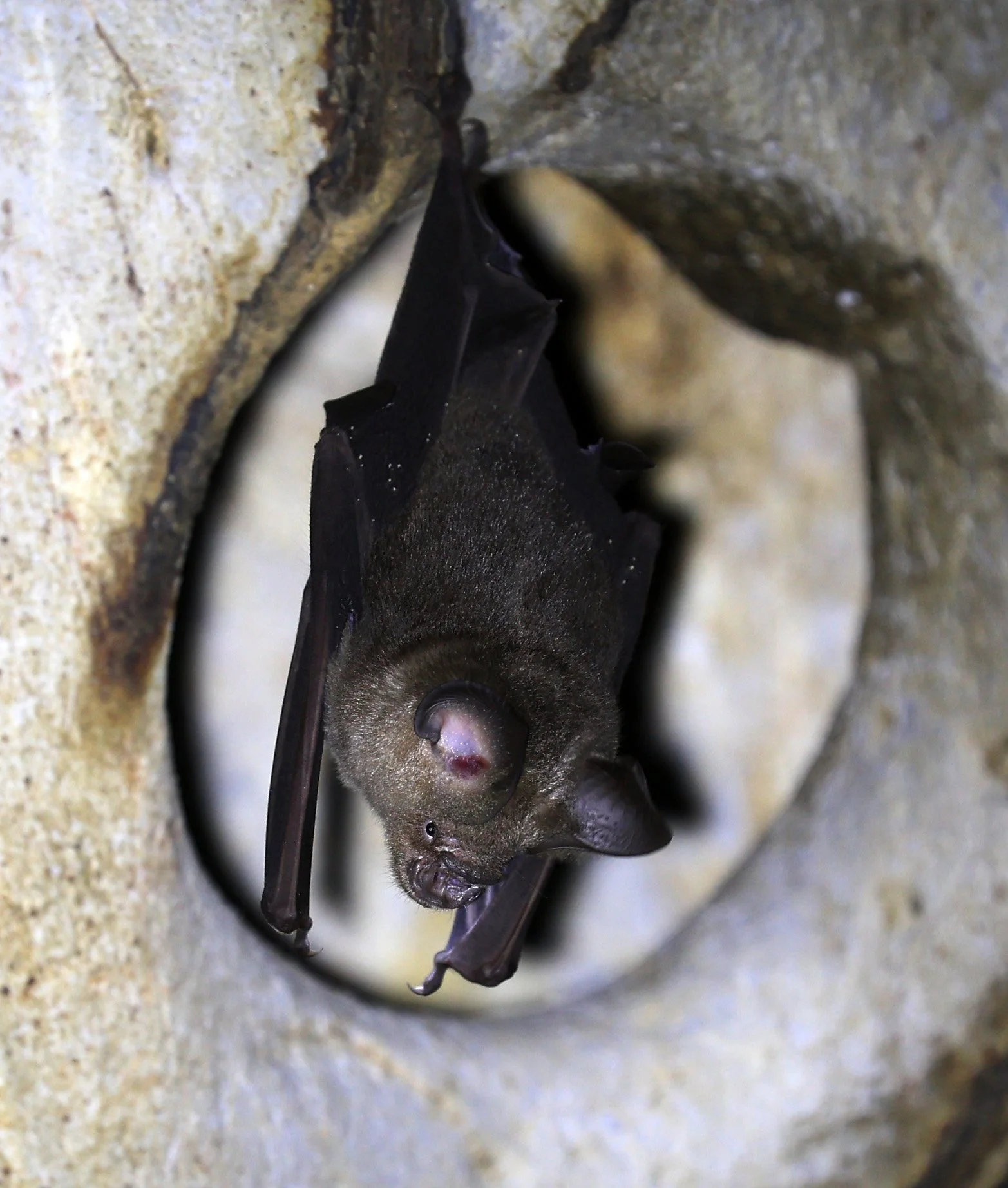 Horsfield’s Leaf-nosed Bat (Hipposideros.larvatus) Wat Tham Sila Thong Temple Pak Chong Thailand near Khao Yai (108).jpg