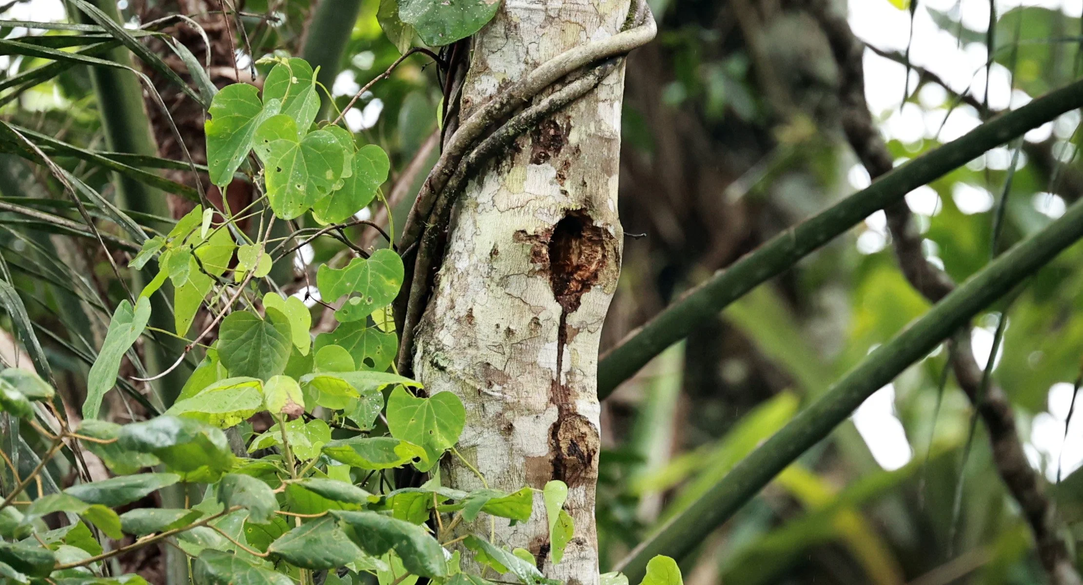 Robust Woodpecker (Campephilus robustus) Superagui National Park, Brazil.jpg