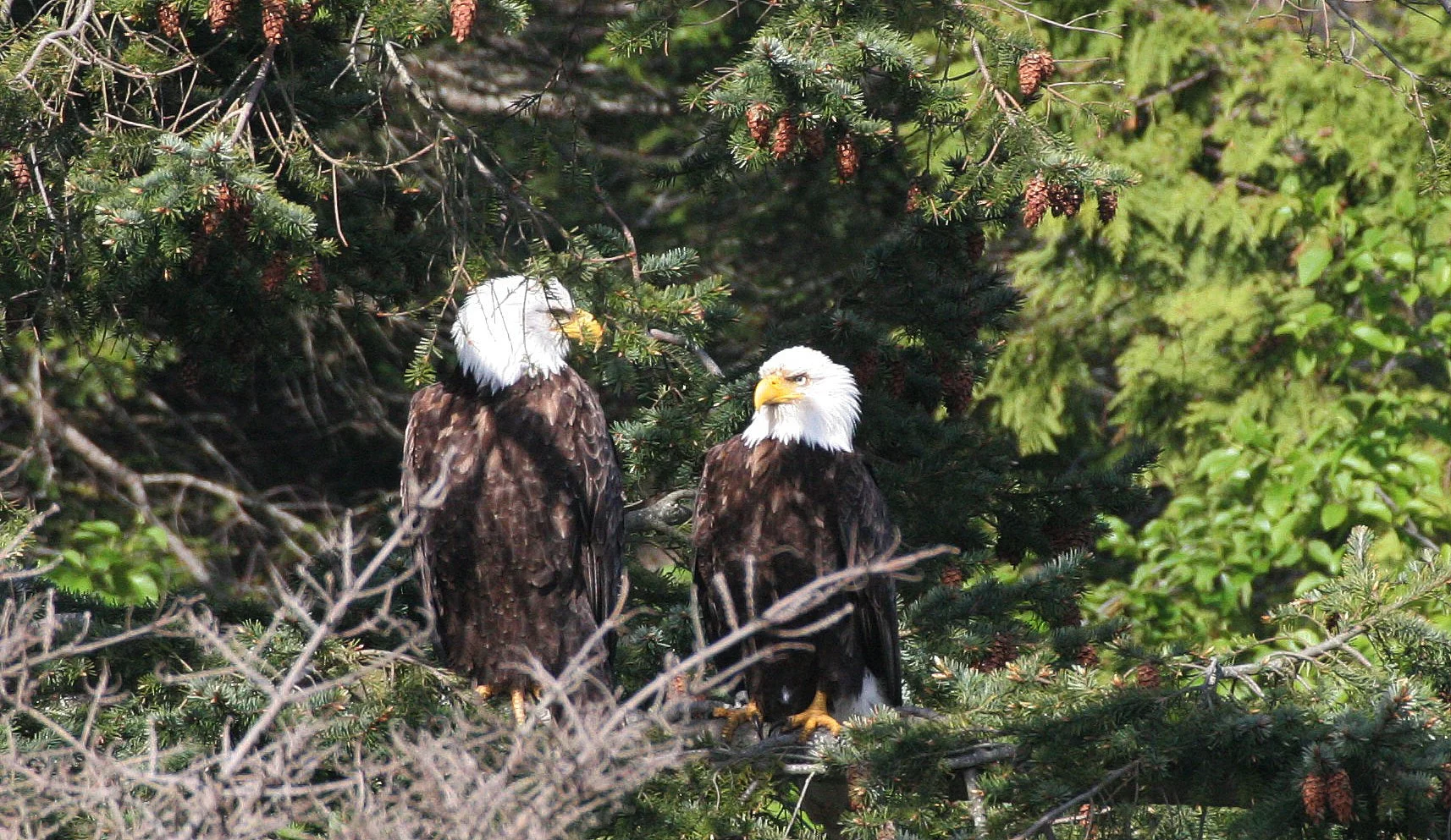 Haliaeetus leucocephalus - AMERICAN BALD EAGLE - LAKE FARM BLUFFS WASHINGTON (176).JPG