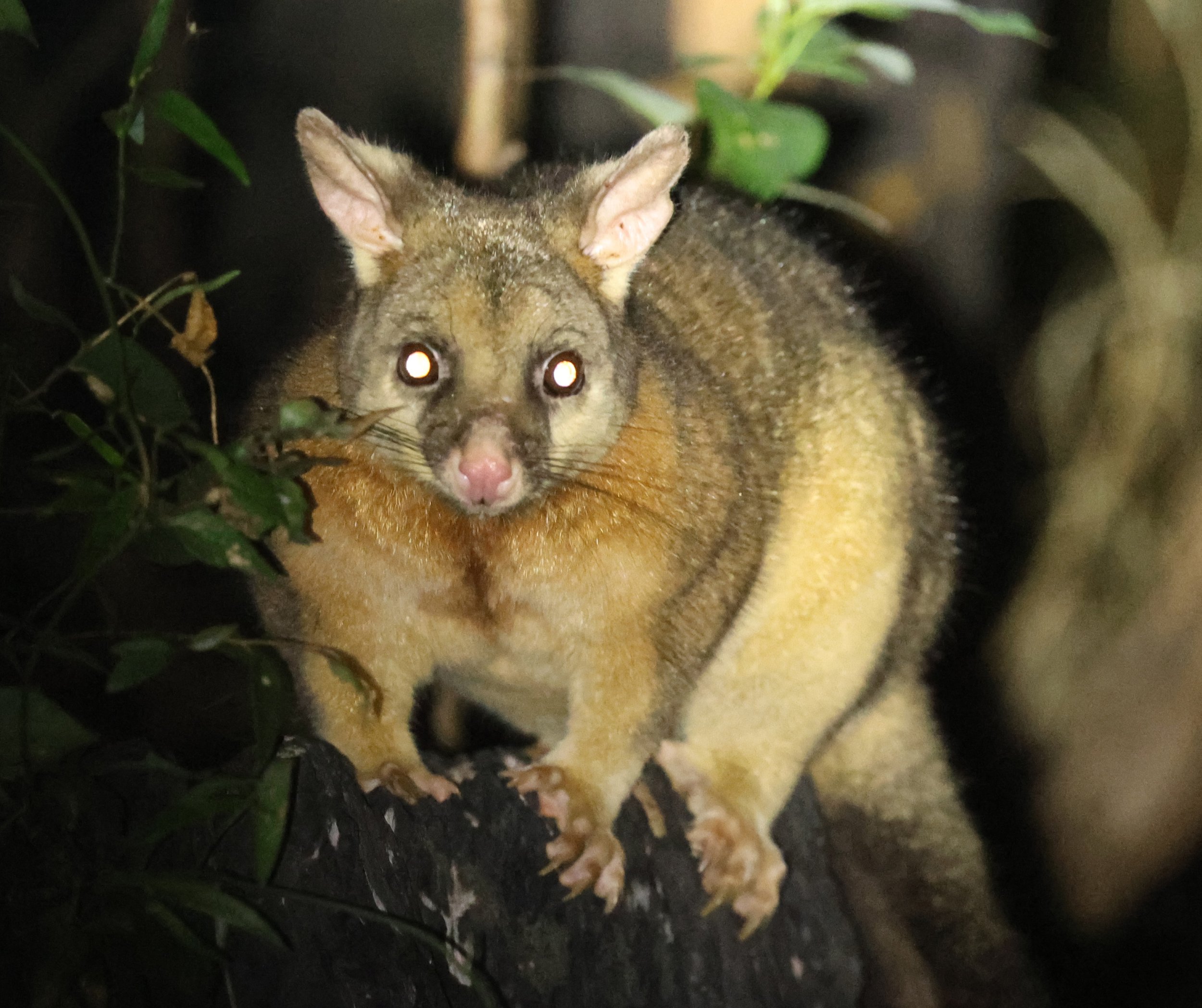 Southeastern Common Brushtail Possum (Trichosurus vulpecula vulpecula) Binna Burra Lamington NP - Queensland