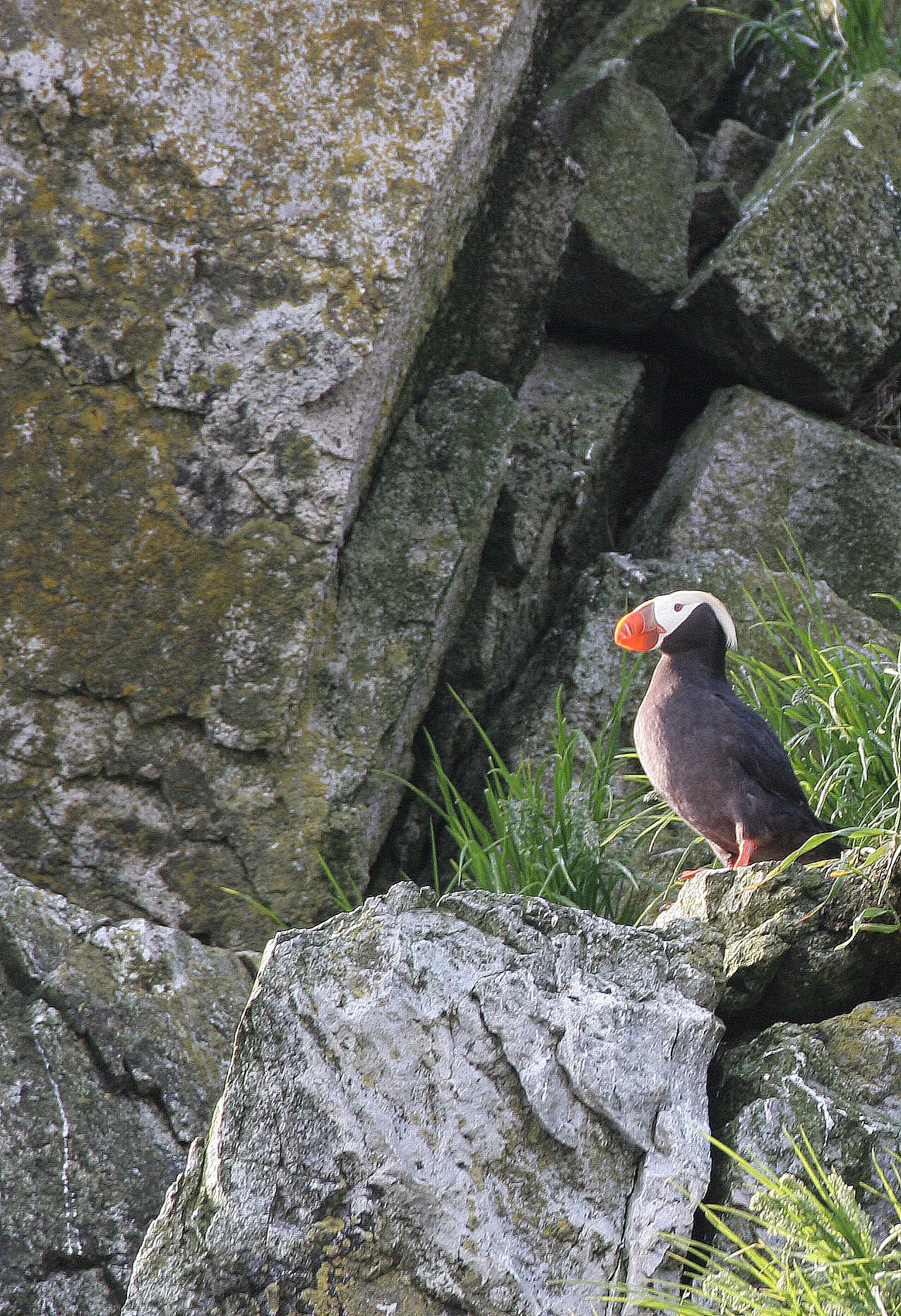 Fratercula cirrhata - TUFTED PUFFIN - COMMANDERS MEDNY ISLAND aa1 (7).jpg