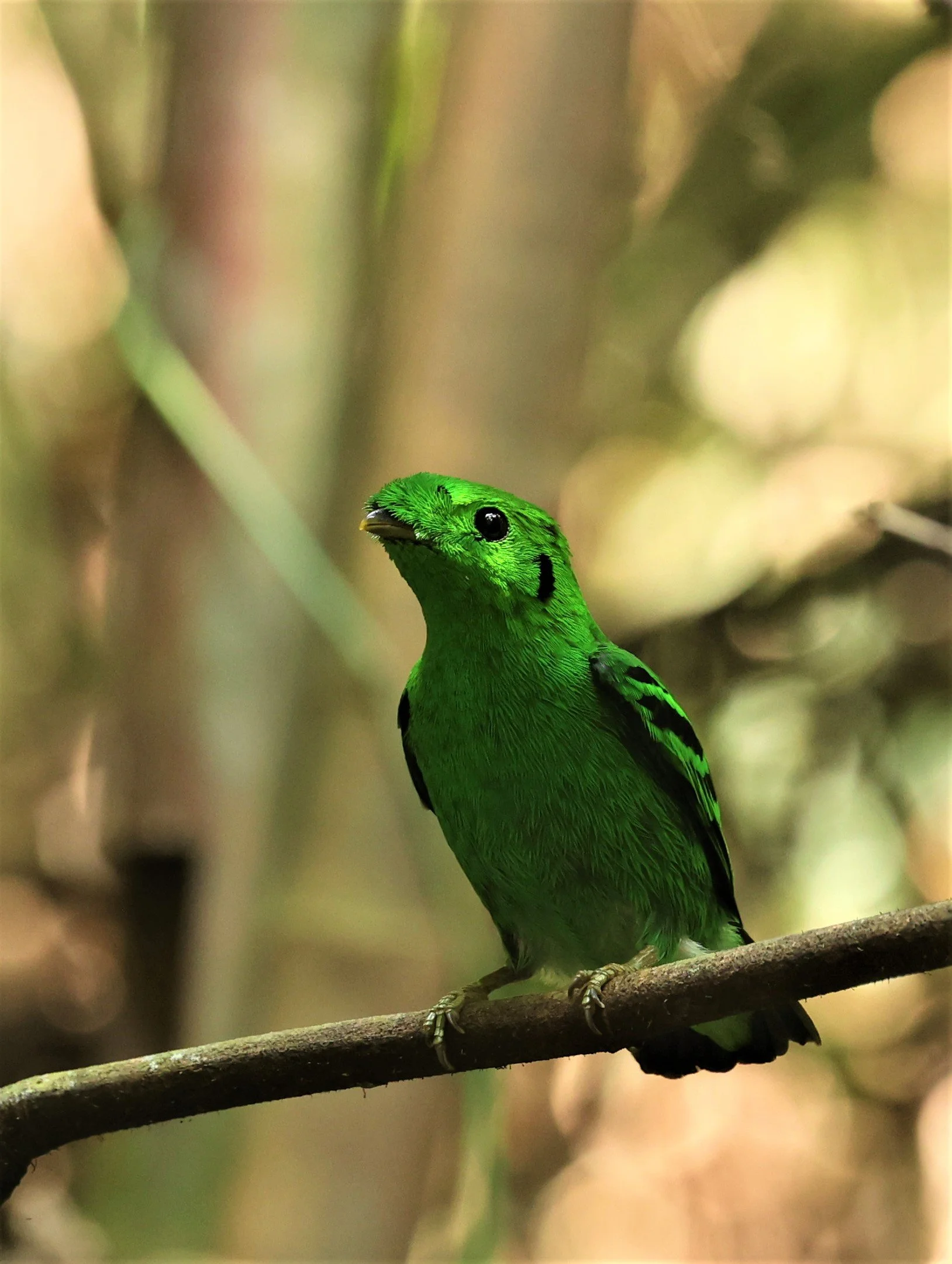 BROADBILL - GREEN BROADBILL - Calyptomena viridis - KRUNG CHING, KHAO LUANG NP NST, APRIL 2022 (106).jpg
