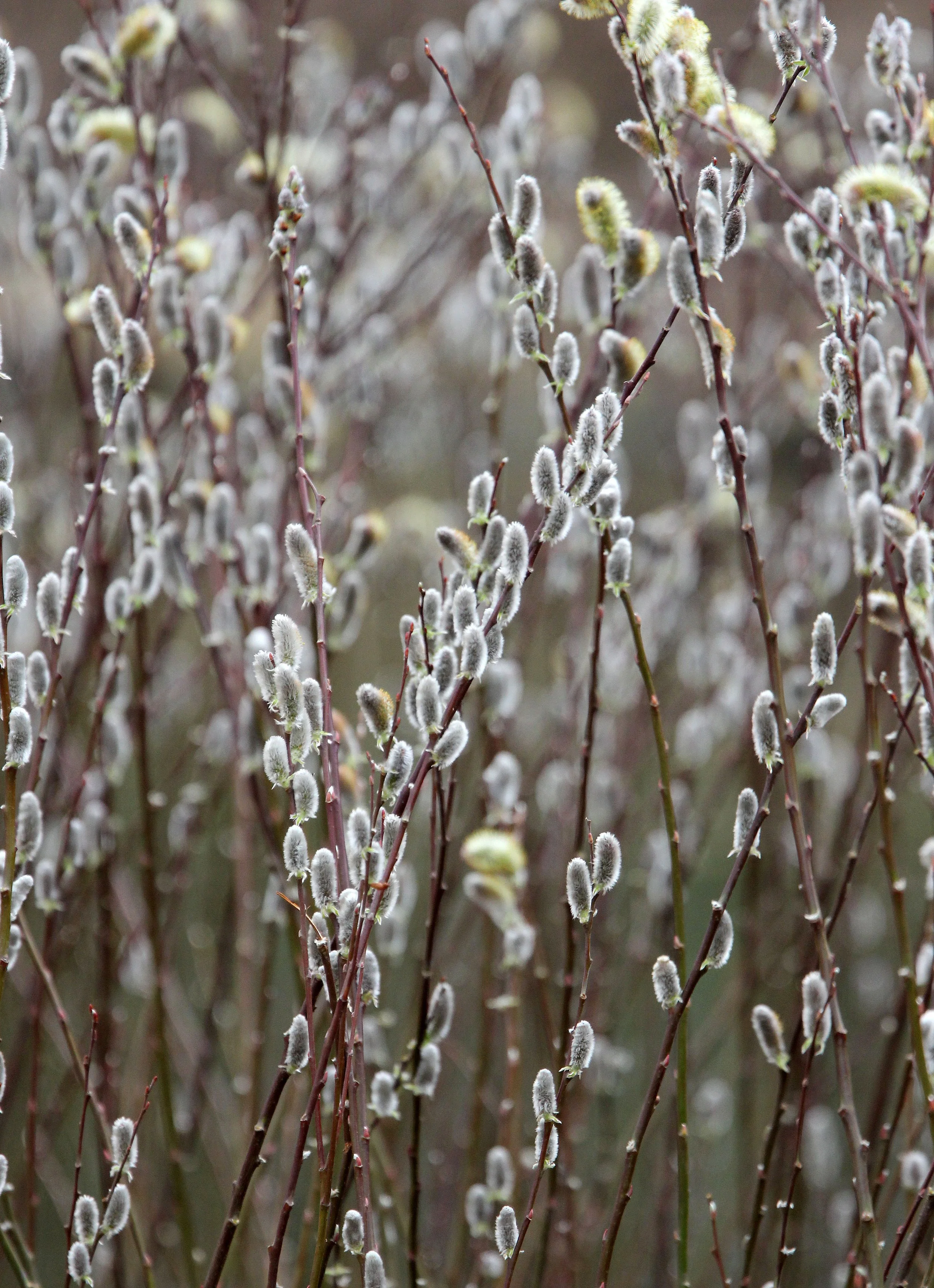 BINJIANG FOREST PARK SHANGHAI (10).JPG