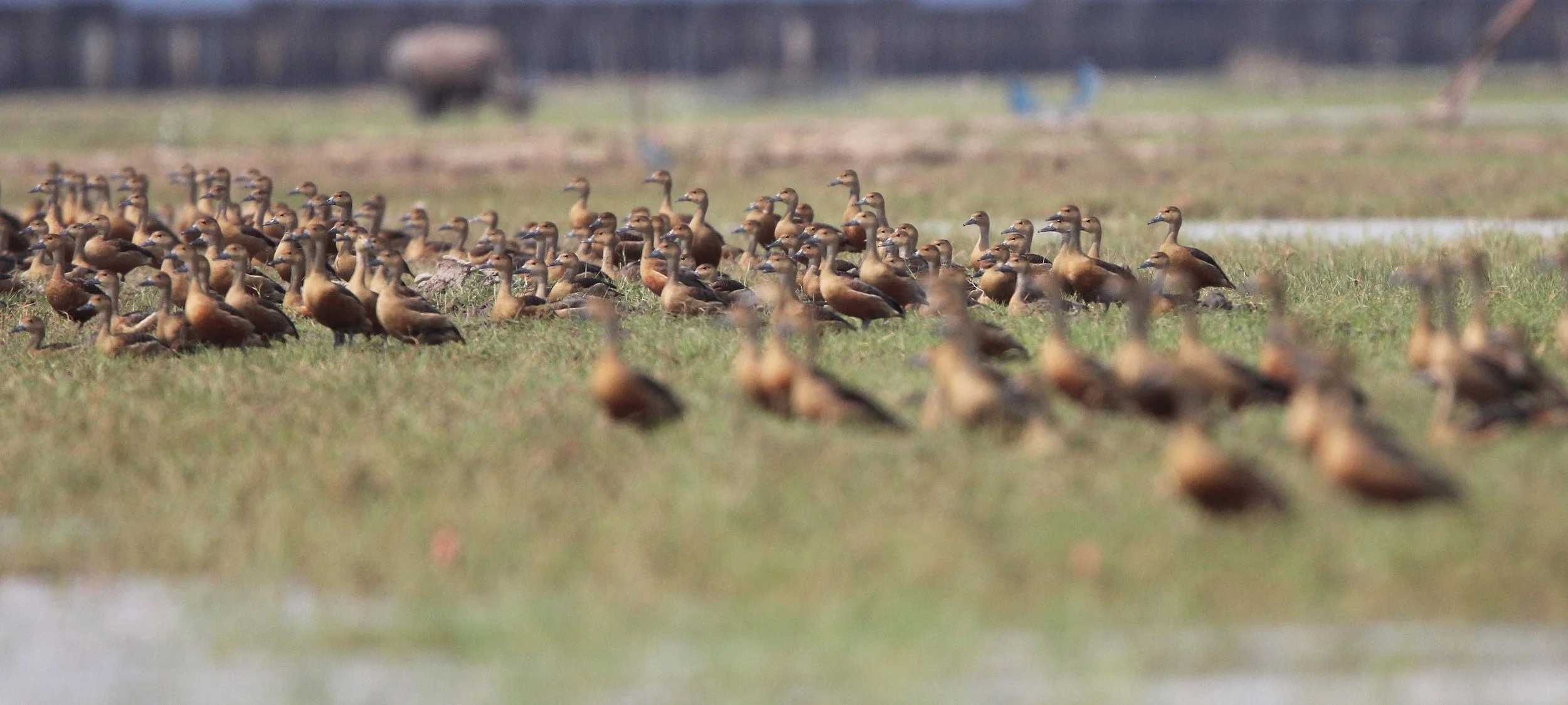 DUCK - LESSER WHISTLING DUCK  - Dendrocygna javanica - THALE NOI WATERBIRD PARK - PHATTHALUNG (42).JPG