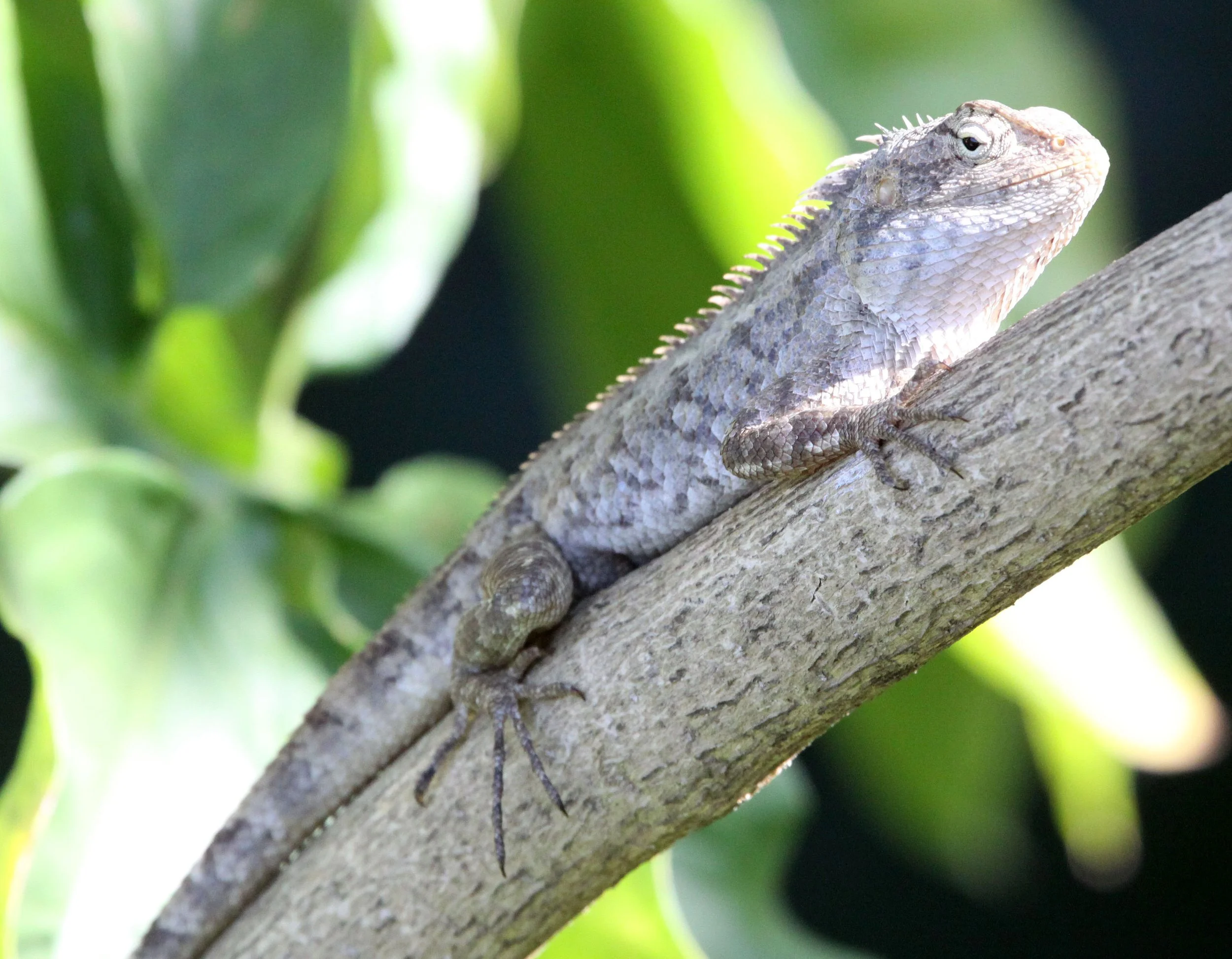 Oriental Garden Lizard (Calotes versicolor) Thailand