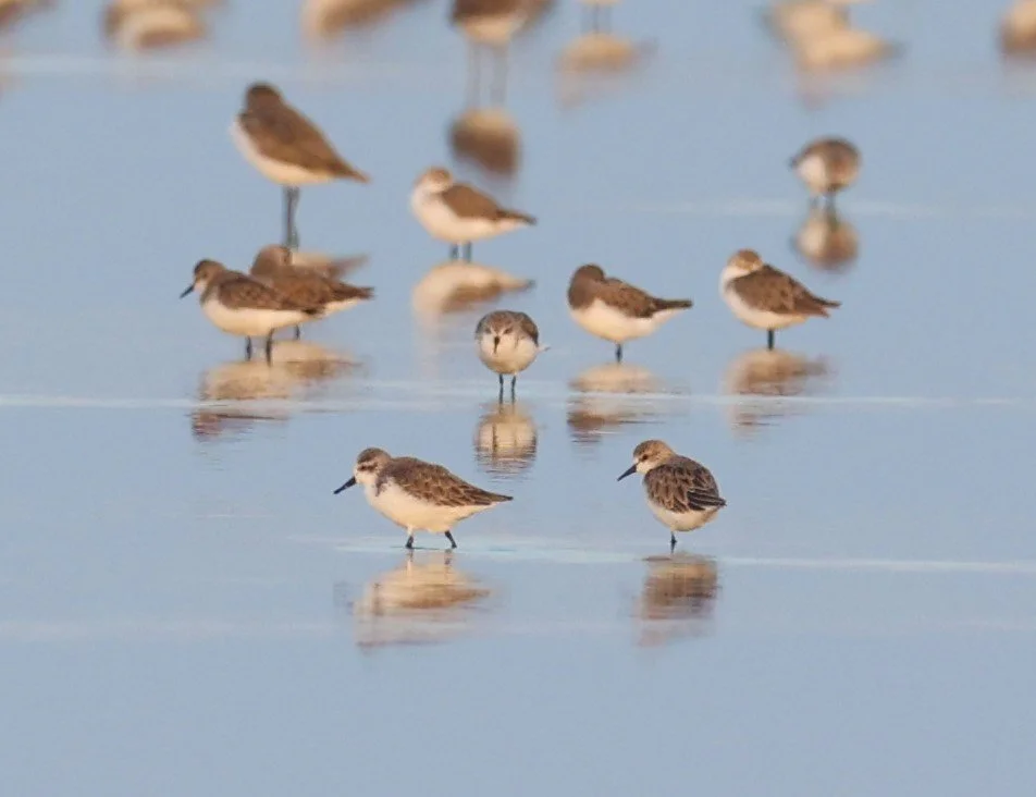 SANDPIPER - SPOON-BILLED SANDPIPER - Calidris pygmeus - PAK THALE 16 & 19 OCTOBER 2021 (45).jpg