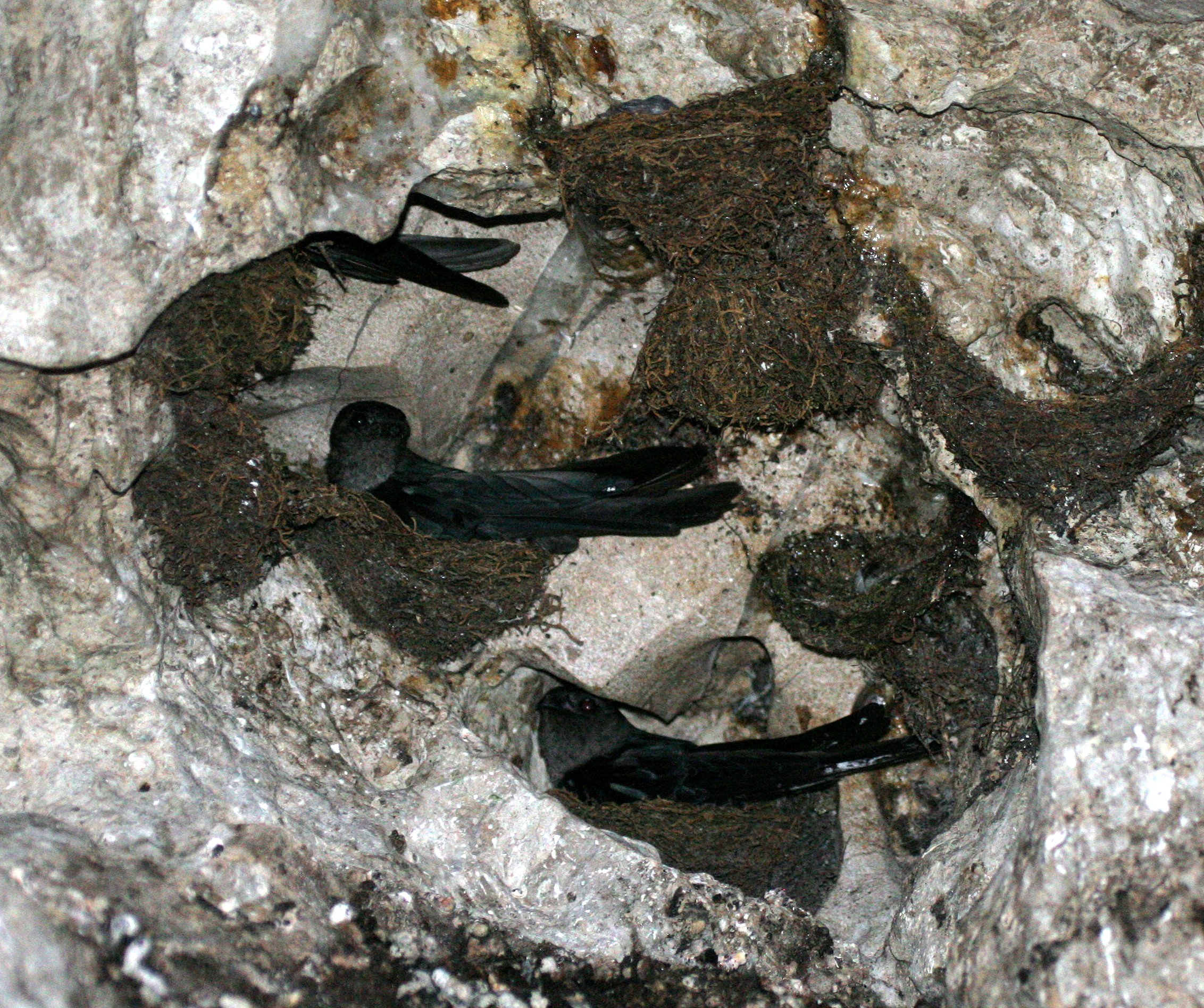 Black-nest Swiftlet (Collocalia maxima) Gamontong Caves Borneo (5).JPG