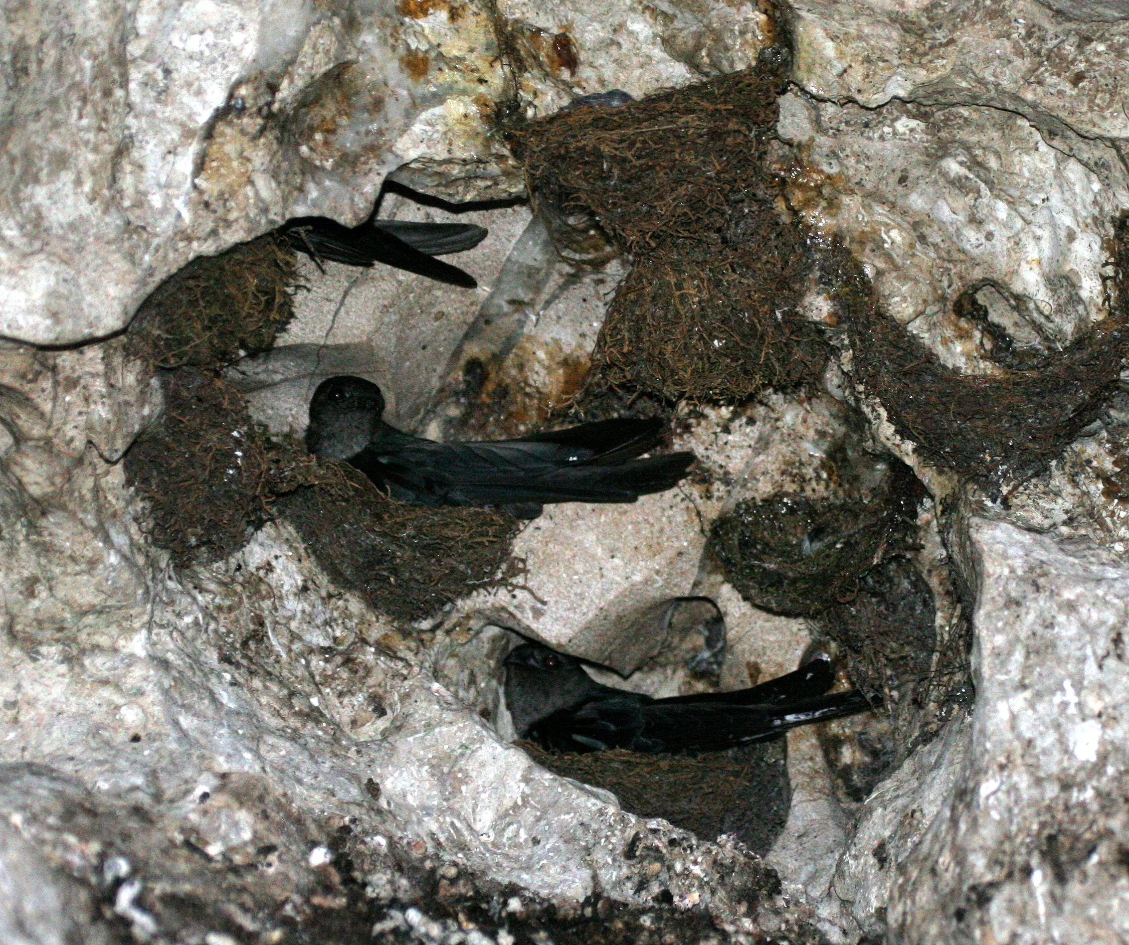 Genus Collocalia Swiftlets — Coke Smith Wildlife