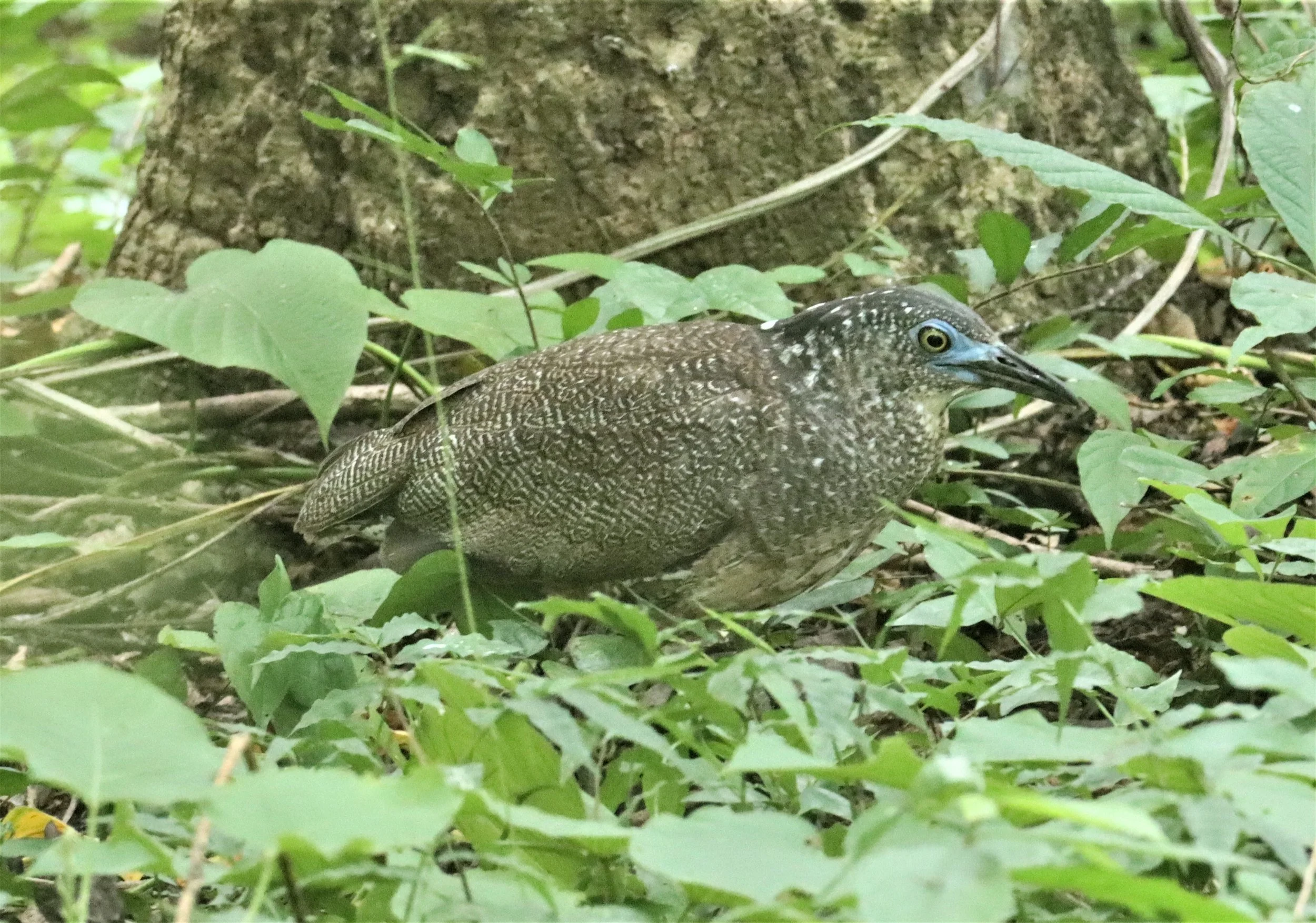 HERON - MALAYSIAN NIGHT HERON - Gorsachius melanolophus - BAAN MAKA RESORT PETBURI (7).jpg