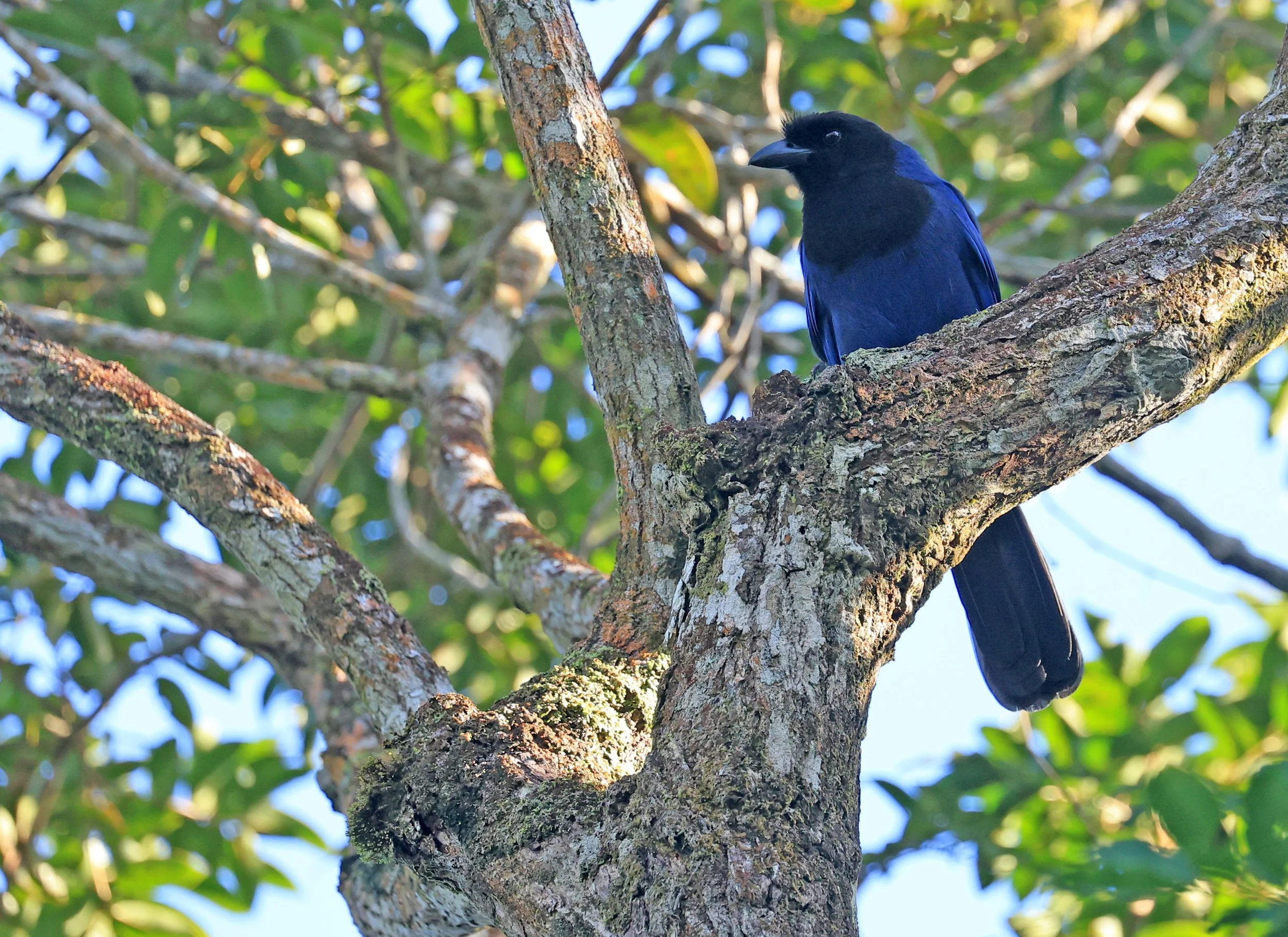 Azure Jay (Cyanocorax caeruleus) Superagui National Park, Brazil (37).jpg