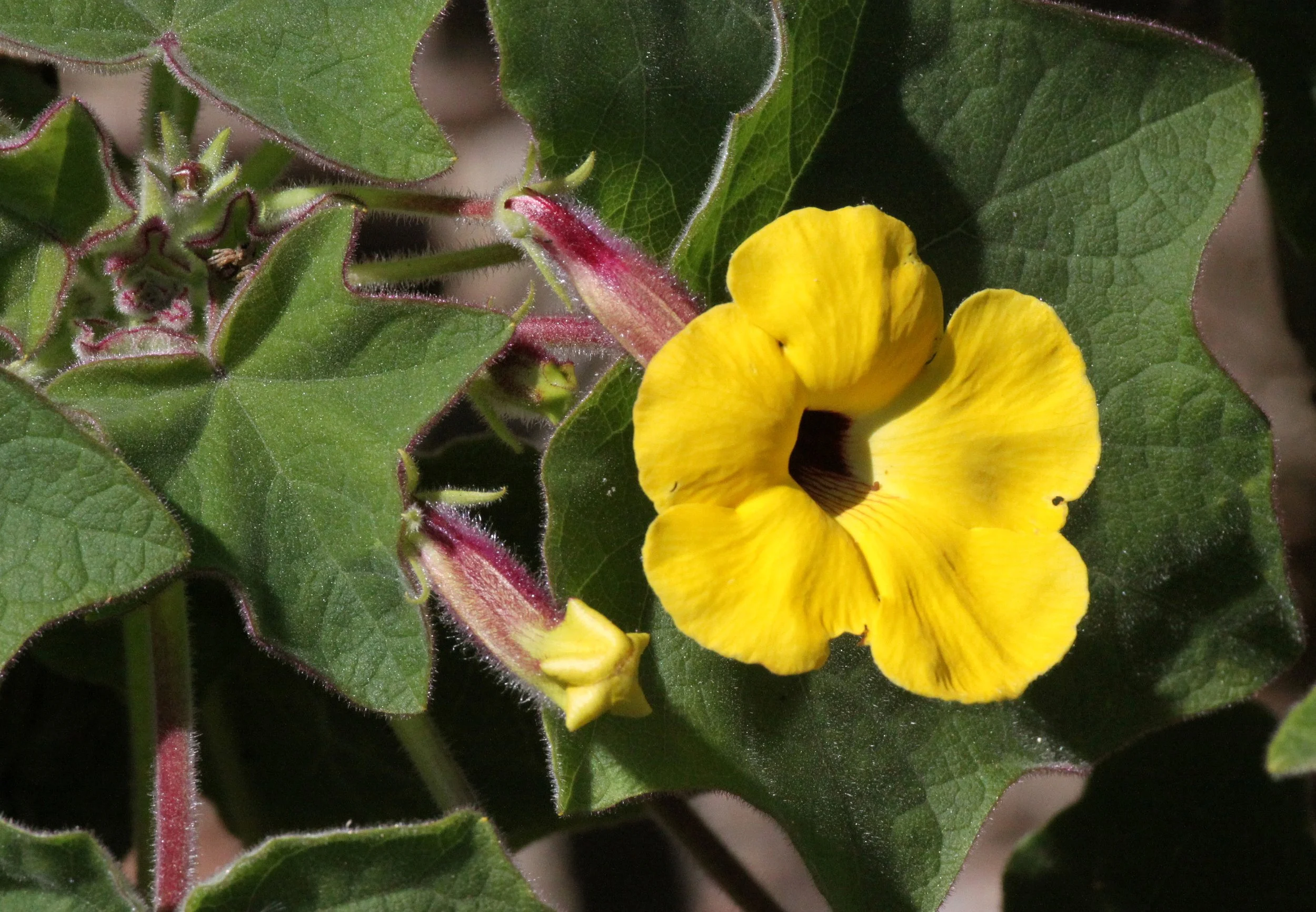 PLANT - UNCARINA SPECIES - ANDOHAHELA NATIONAL PARK MADAGASCAR (2).JPG