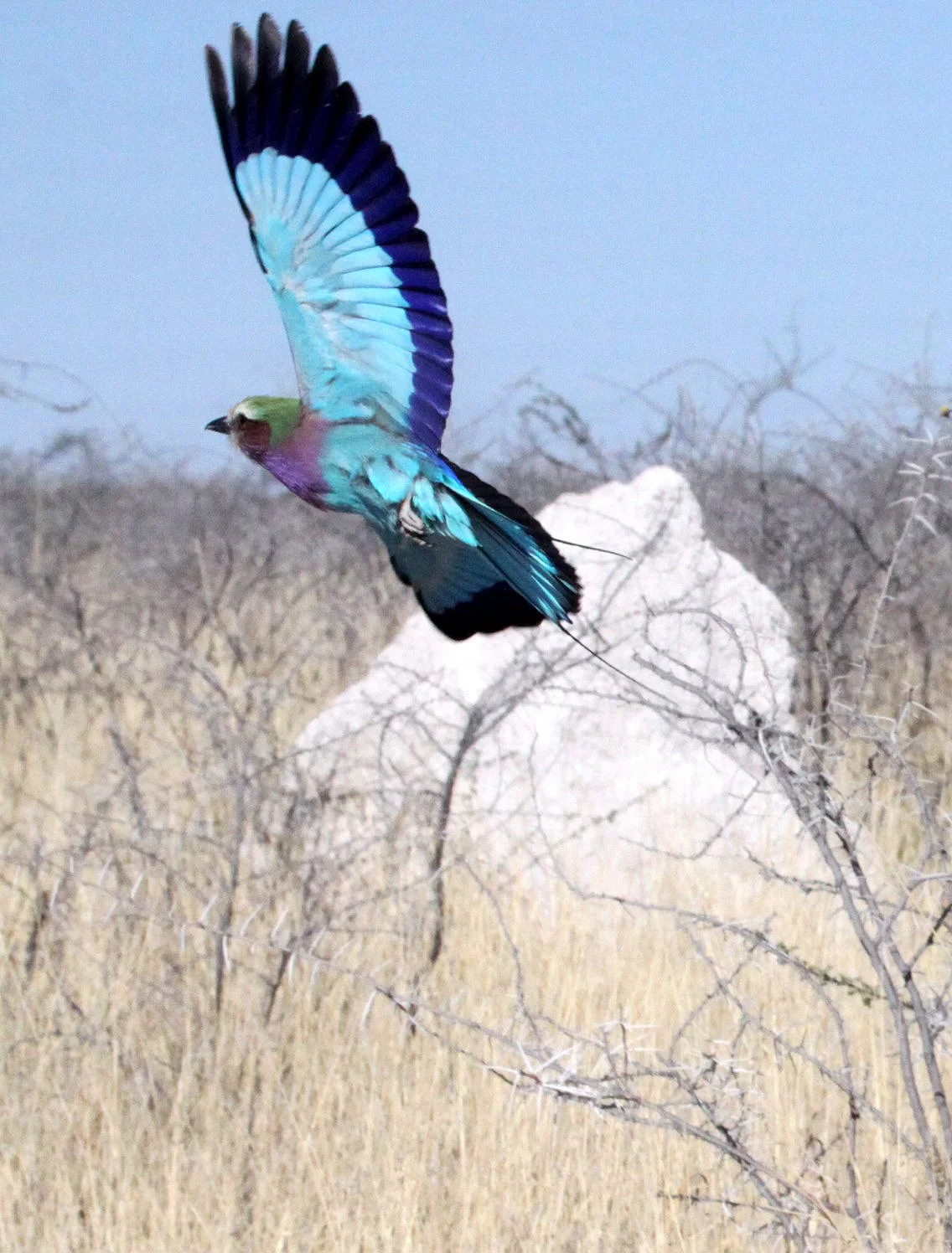 Lilac-breasted Roller (Coracias caudatus) Etosha NP Namibia (7).JPG