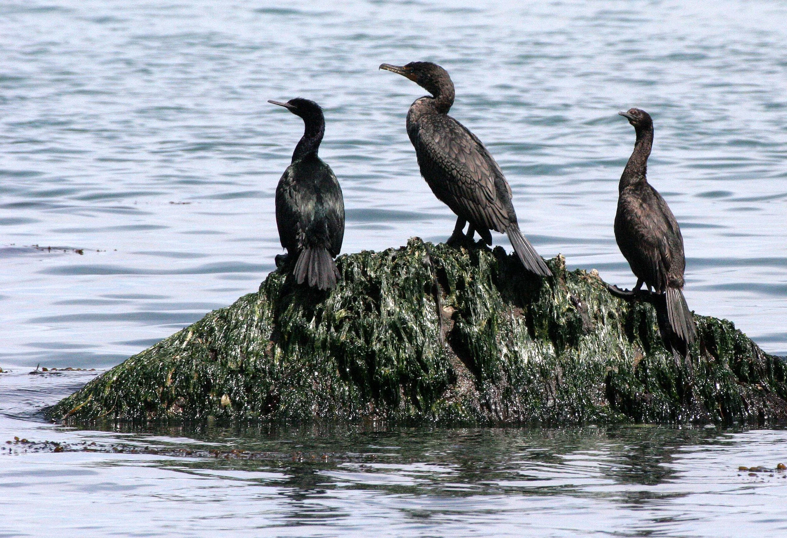 Nannopterum auritum - Double-crested Cormorant with Brown Pelican - Lake Farm Beach, Olympic Peninsula, Washington (3).JPG