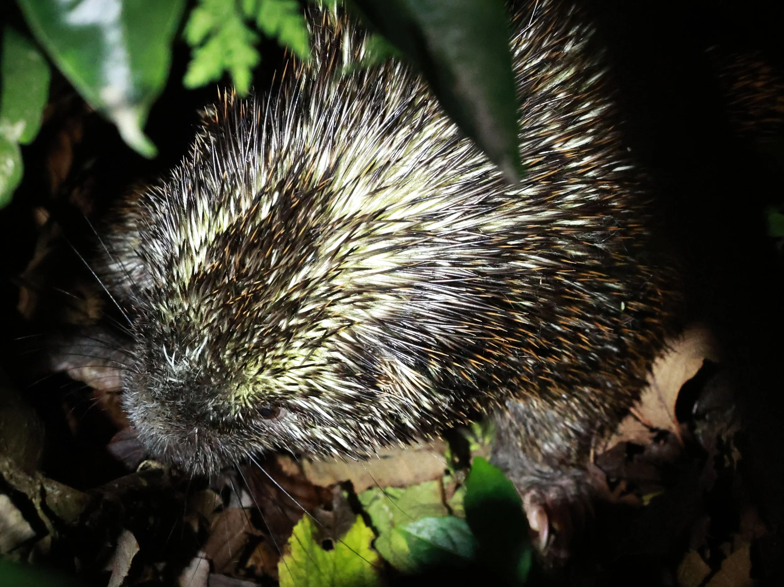 Genus Coendou. South American Porcupines — Coke Smith Wildlife