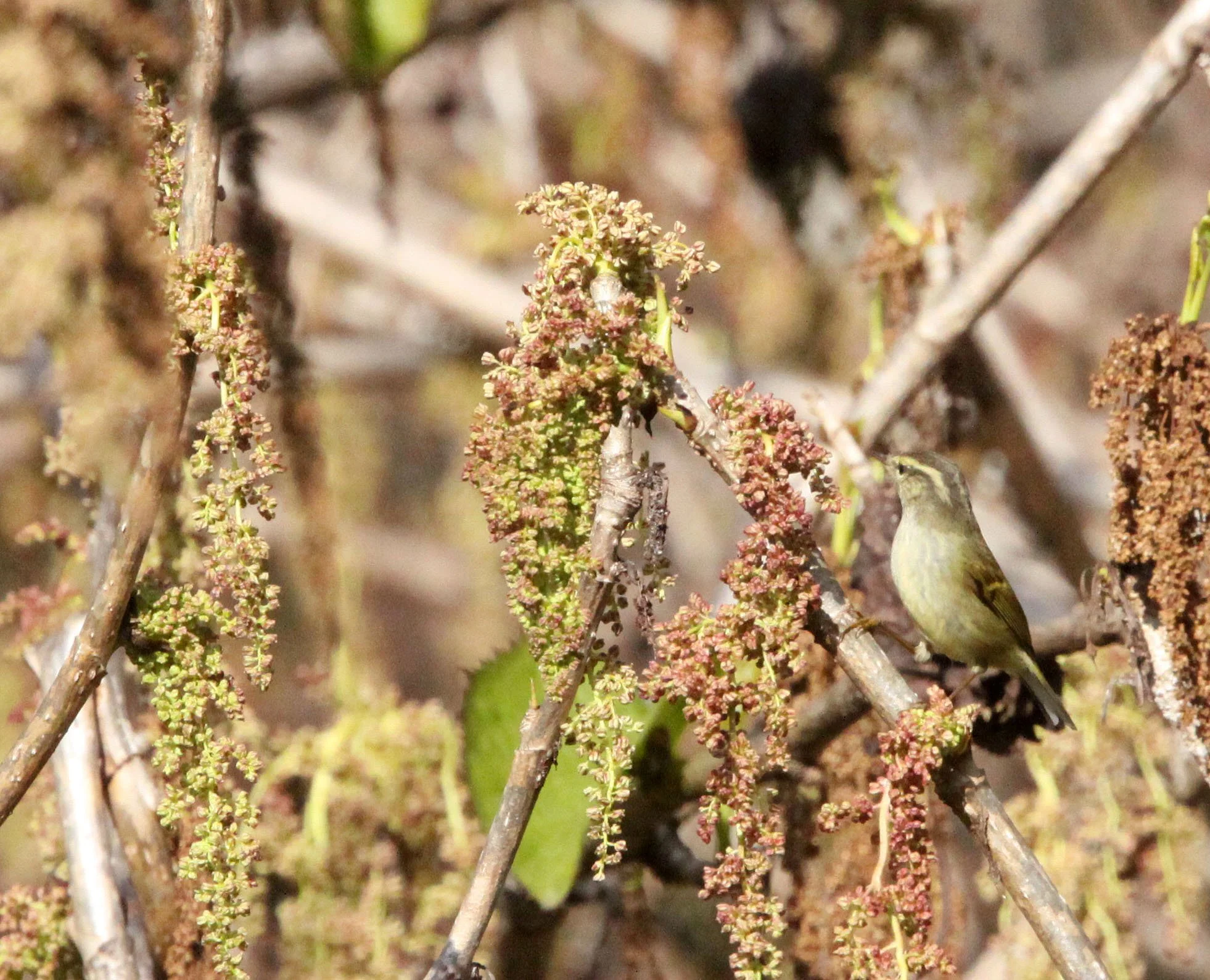 Phylloscopus xanthodryas - Pacific Leaf Warbler - Wuliangshan, Yunnan, China