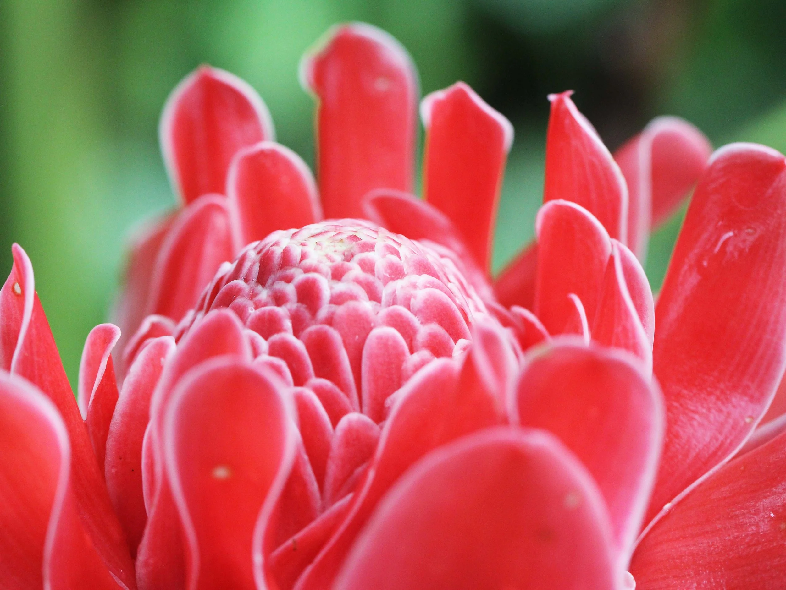 2013 in Nakhonsithammarat and some Krabi with Family (41).JPG