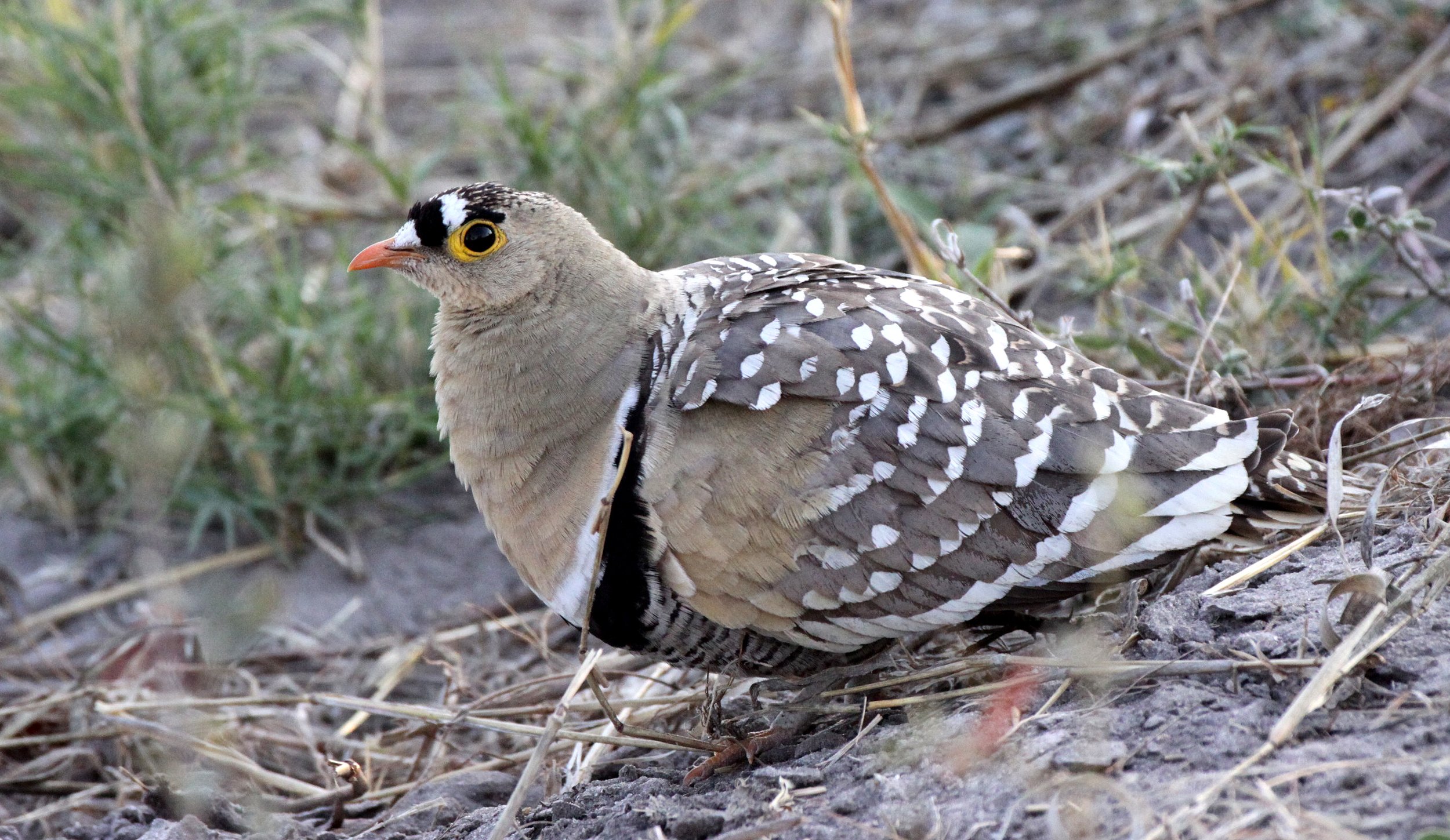 Double-banded Sandgrouse (Pterocles bicinctus) Khwai Camp Okavango Botswana (3).JPG