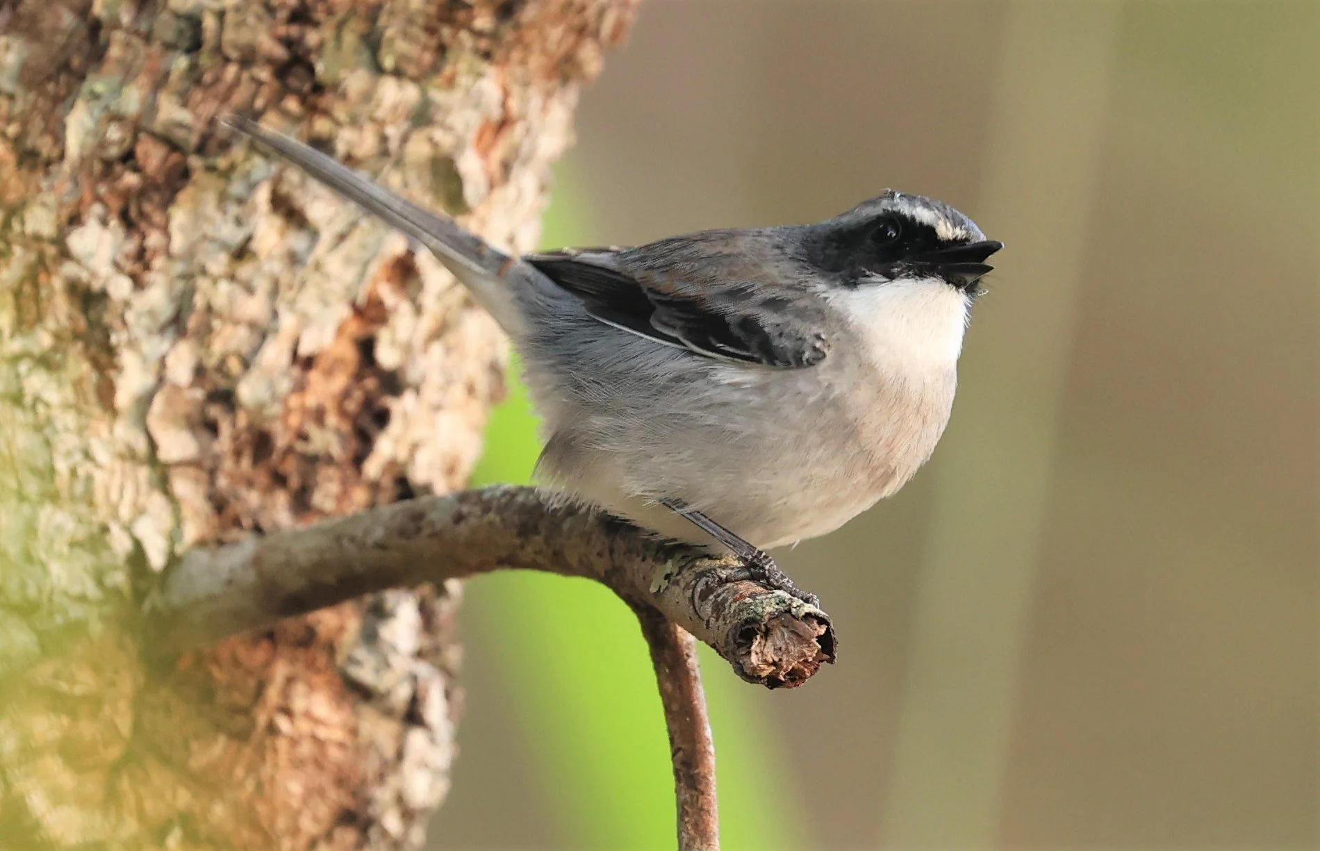 BUSH CHAT - GREY BUSH CHAT - Saxicola ferreus - DOI LANG WEST, DOI PHA HOM POK NP, CHIANG MAI DEC 2021 (3).jpg