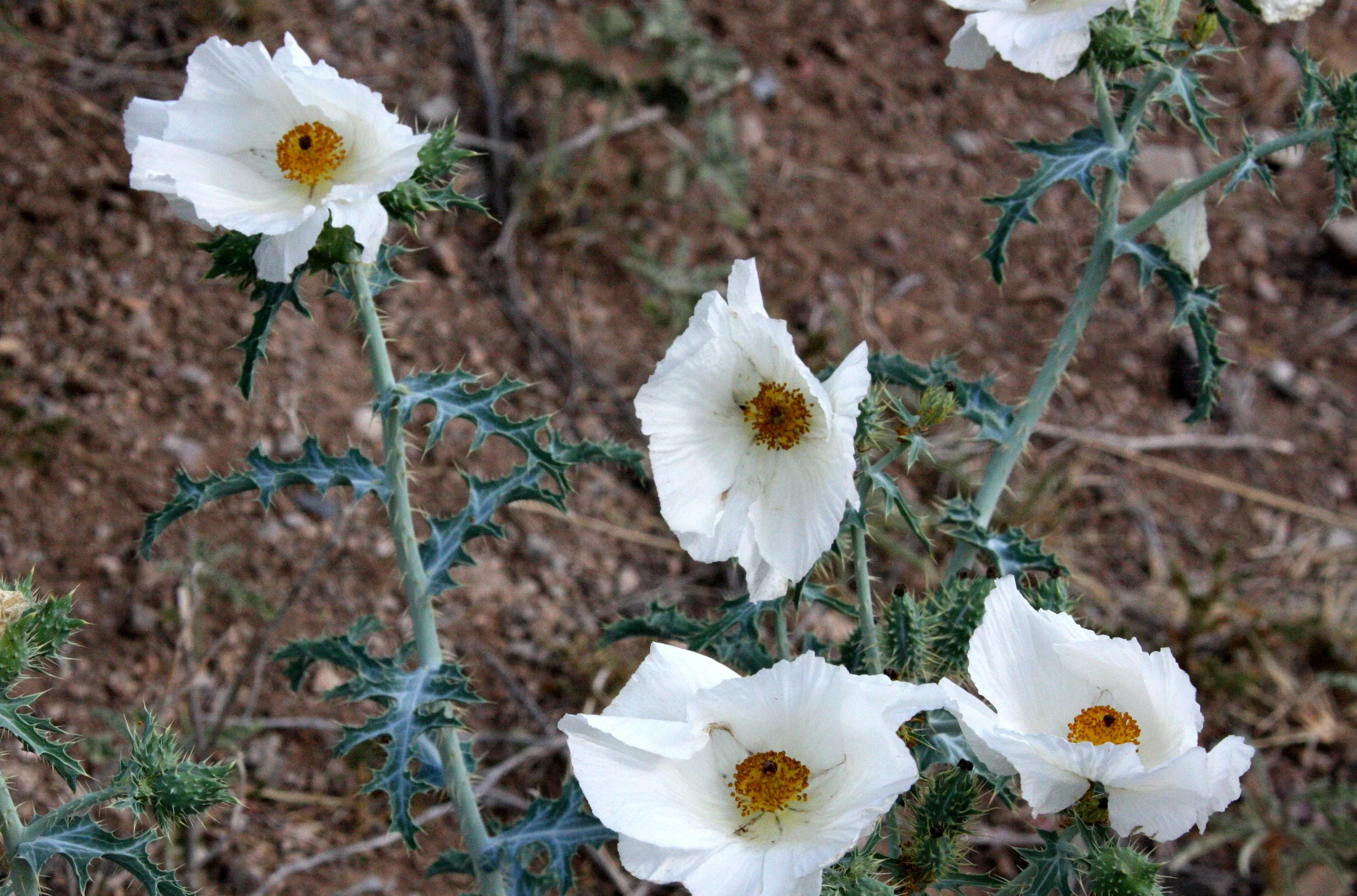 PAPAVERACEAE - Eschscholzia glyptosperma - DESERT POPPY - WHITE SANDS NATIONAL MONUMENT NEW MEXICO (2).JPG