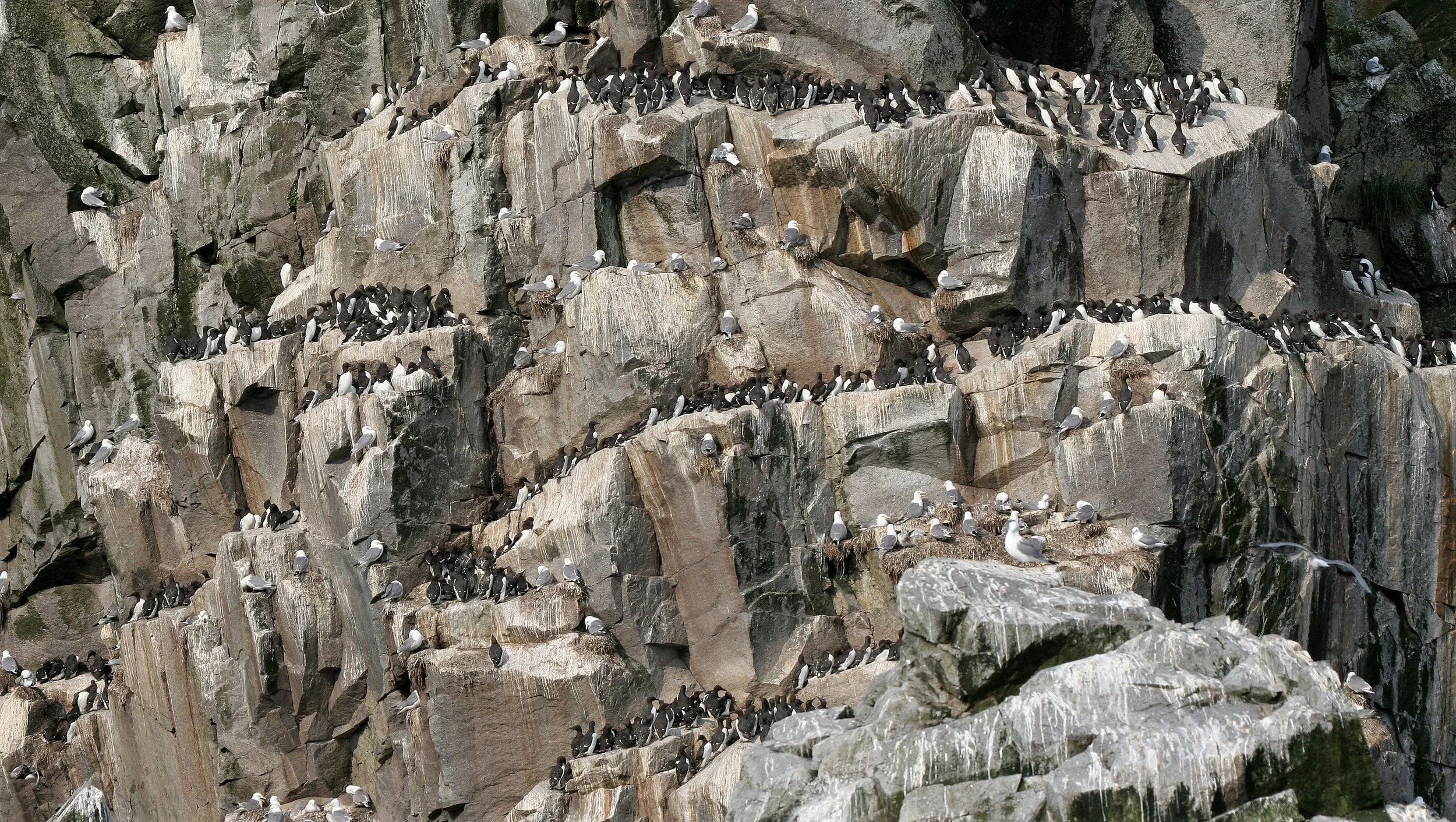 Uria lomvia eleonorae - THICK AND THIN-BILLED MURRES - COMMANDERS RUSSIA aa3.jpg