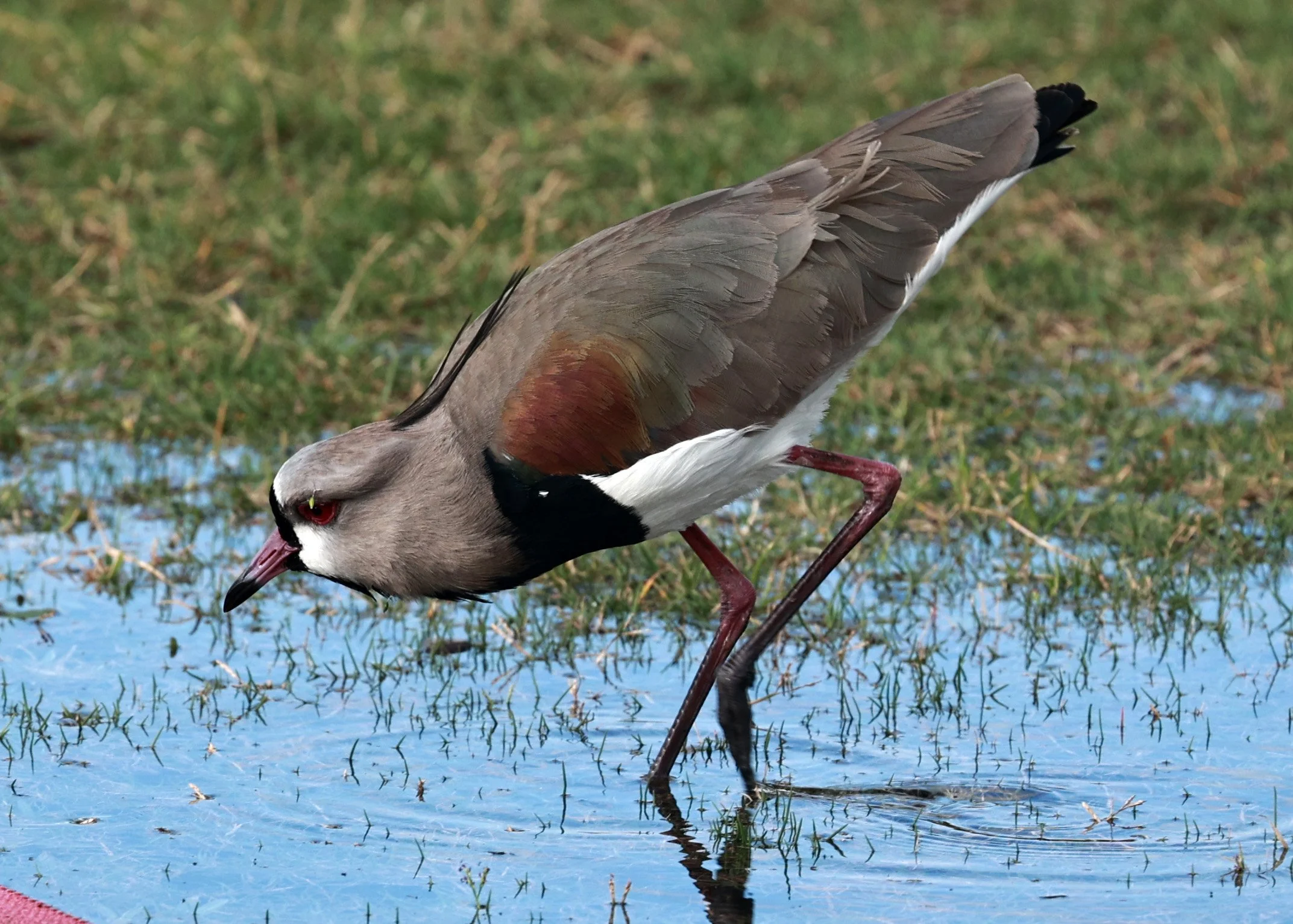 Southern lapwing (Vanellus chilensis) Superagüi National Park, Brazil (2).jpg