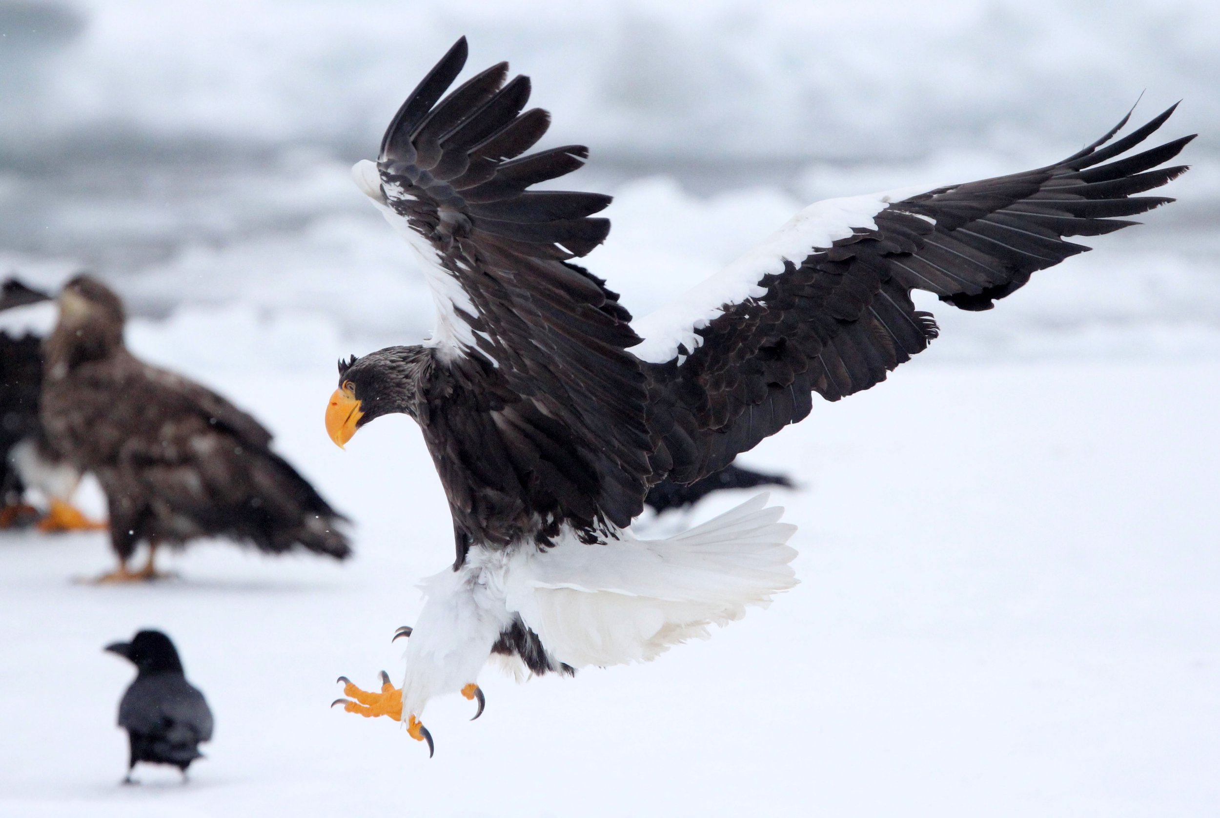 Haliaeetus pelagicus - STELLER'S SEA EAGLE - RAUSU, SHIRETOKO PENINSULA, HOKKAIDO JAPAN (199).JPG