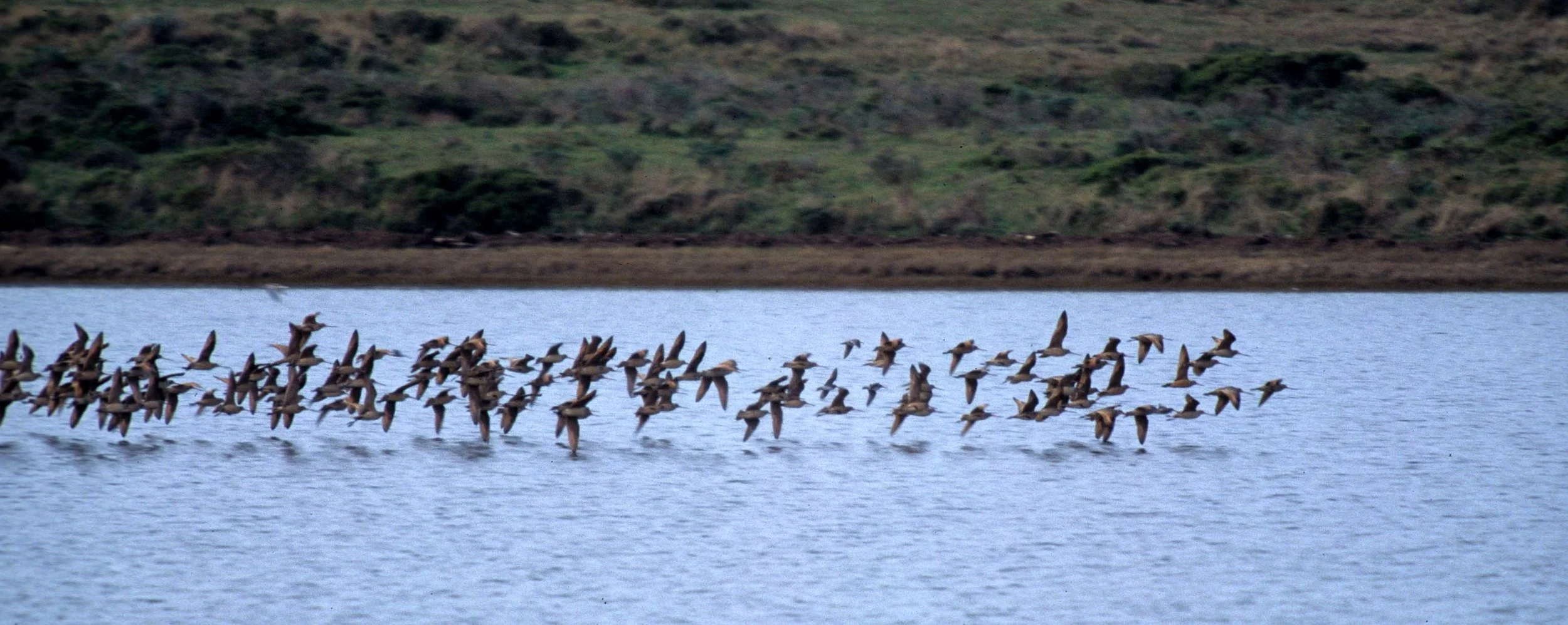 BIRD - WILLETS IN FLIGHT - BODEGA BAY (2).jpg