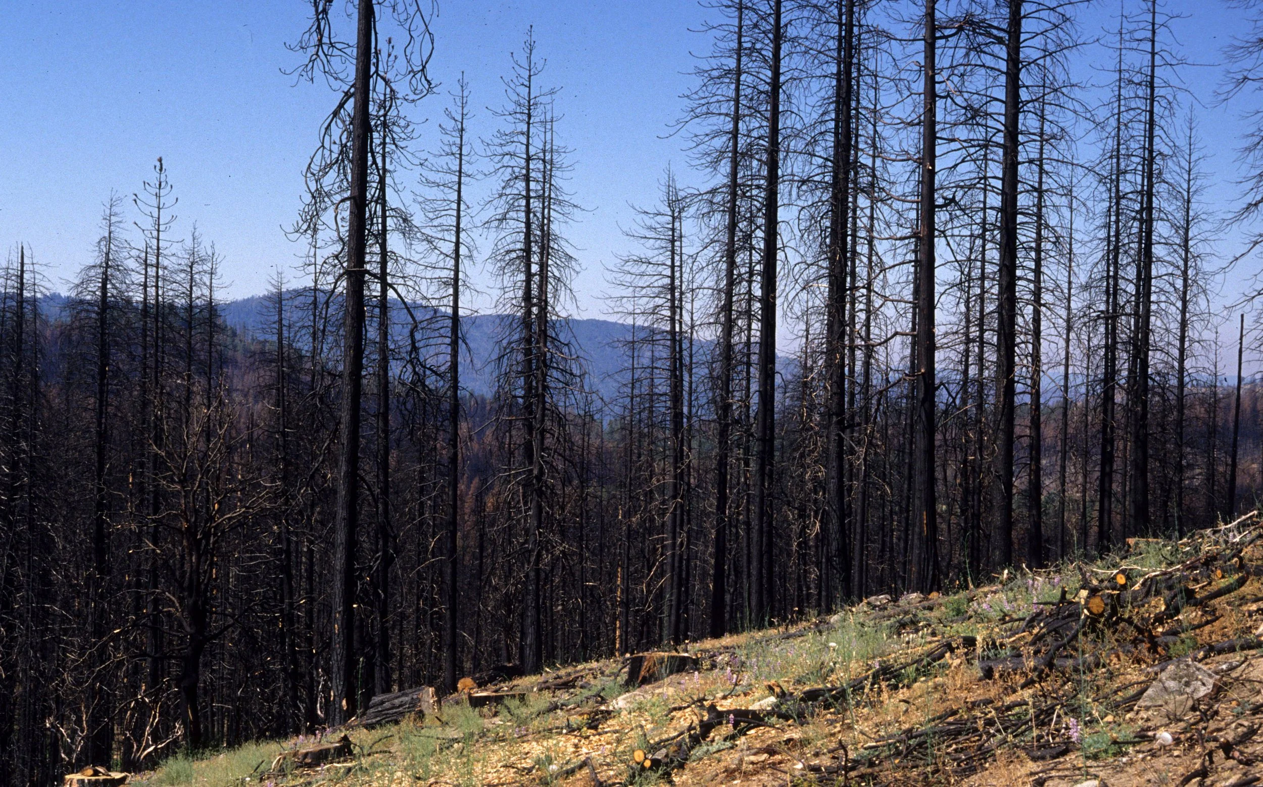 CALIFORNIA - YOSEMITE - 1995 FIRE SCARS A (3).jpg