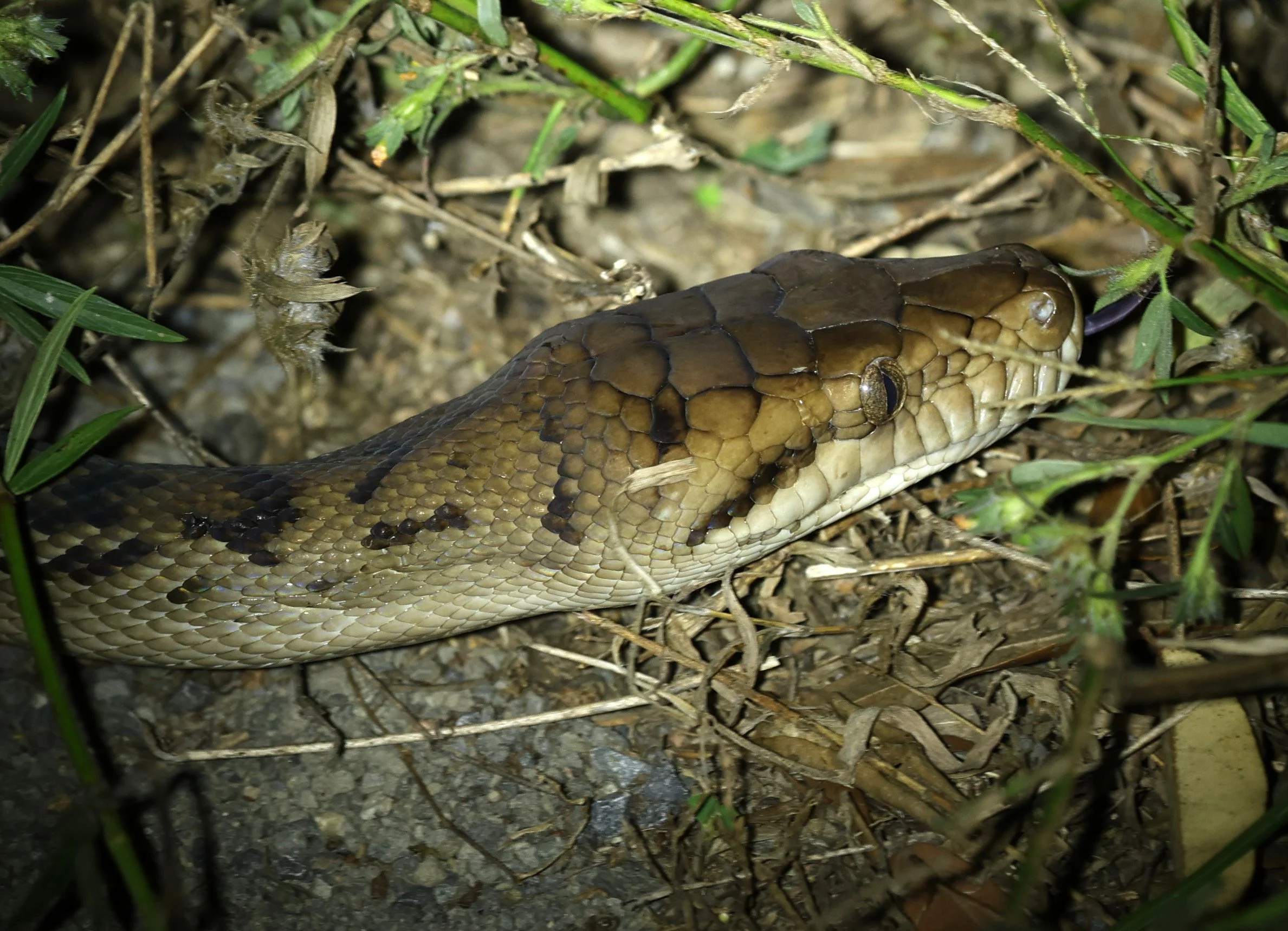 Amethystine or Australian Scrub Python (Simalia kinghorni) Road to Lions Den Restaurant - Queensland (8).jpg