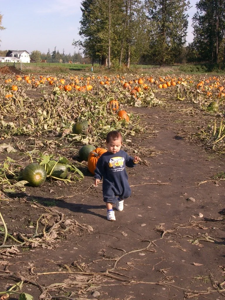 Pumpkin Patch, Sequim