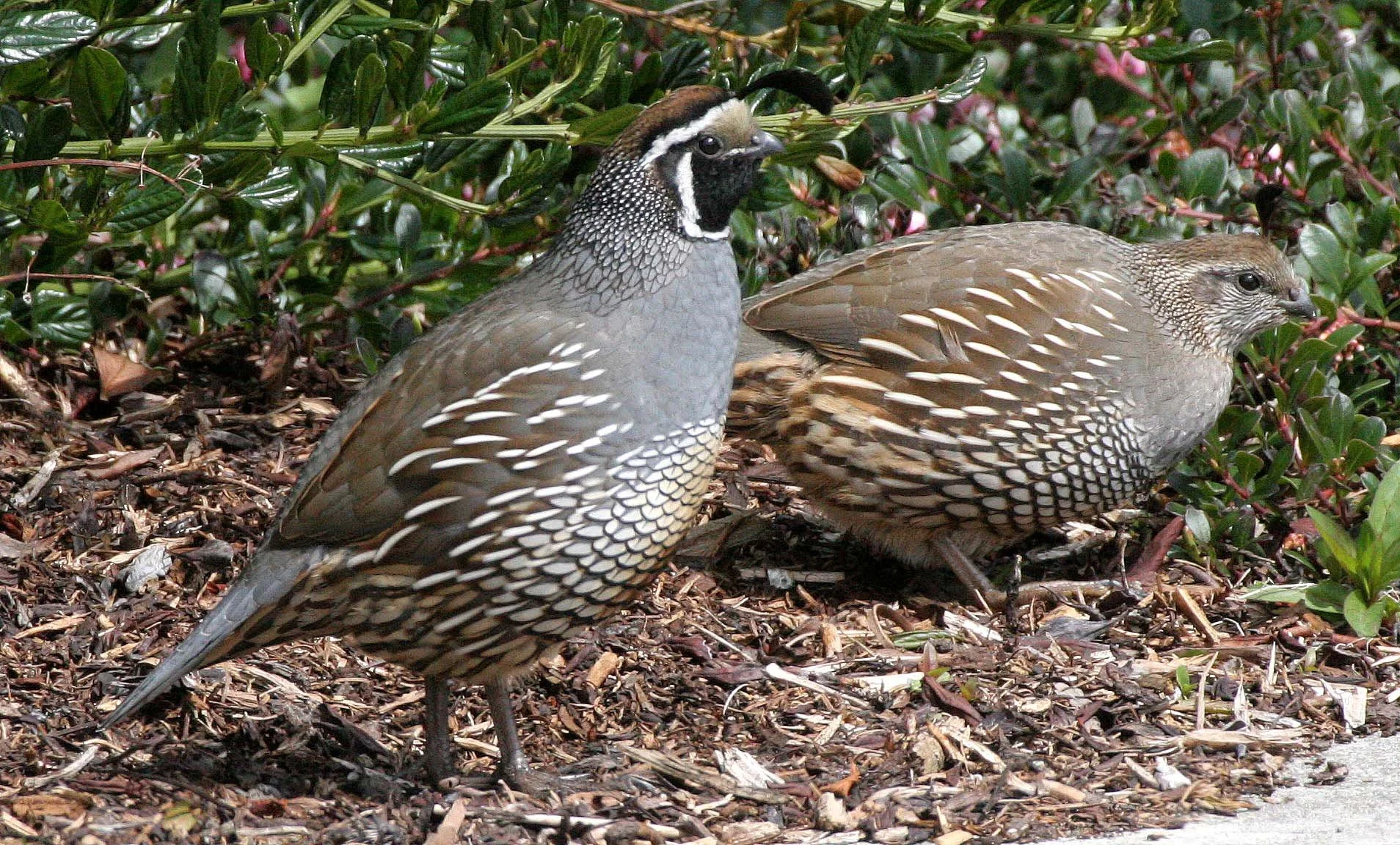 BIRD - QUAIL - CALIFORNIA QUAIL - MORSE CREEK WA.JPG