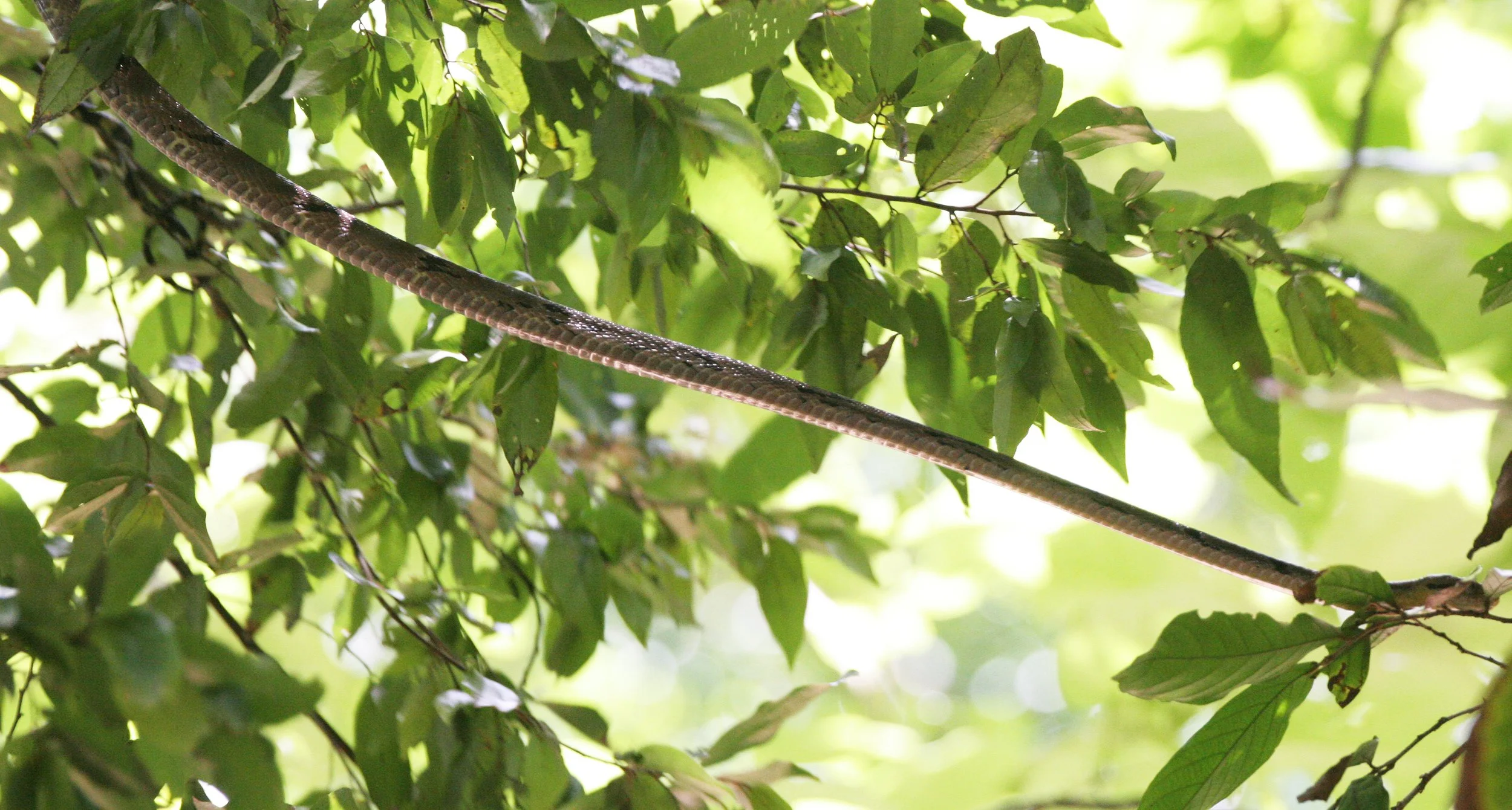 Boiga cynodon - DOG-TOOTHED CAT SNAKE - KOH LANTA NP THAILAND (18).JPG