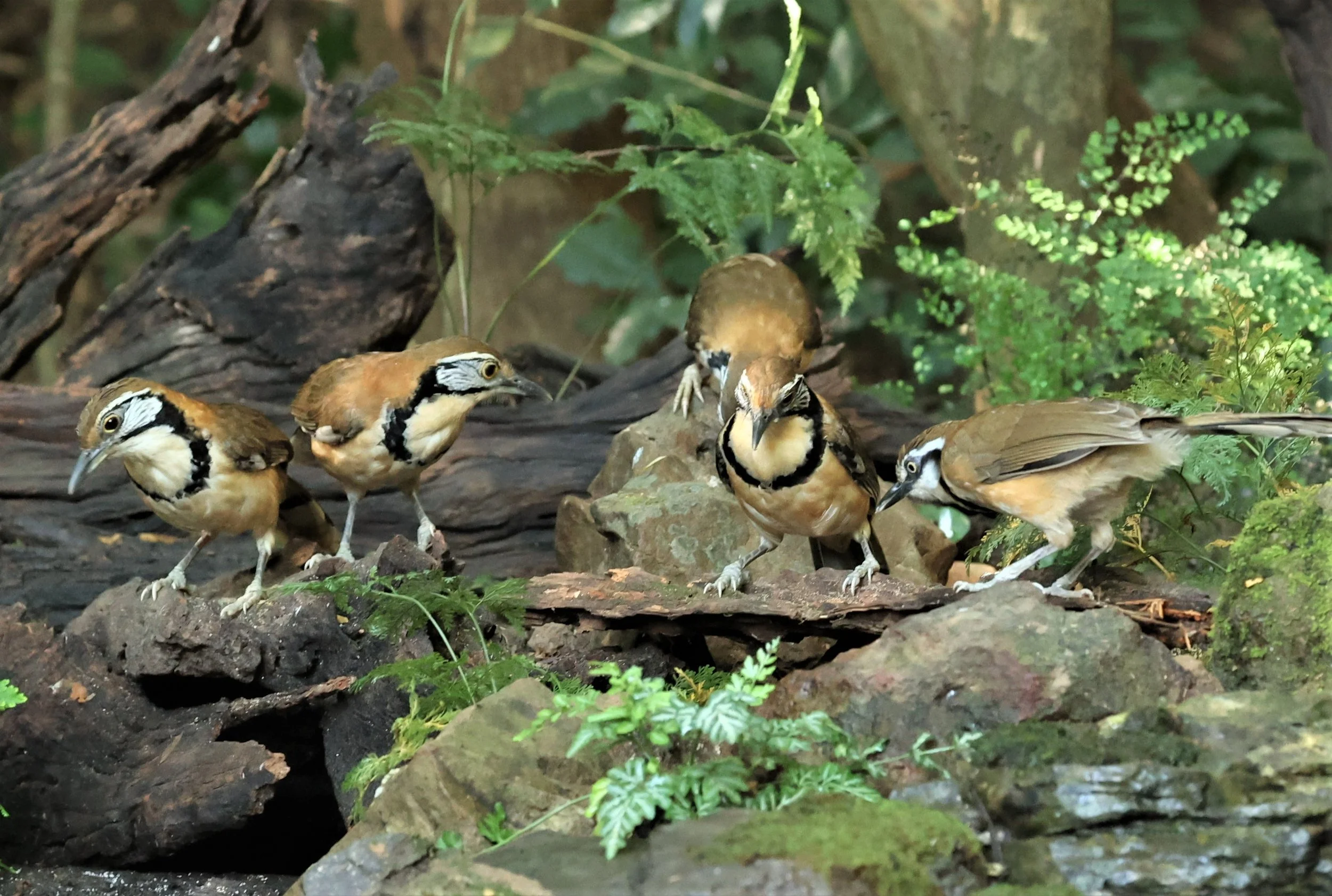 LAUGHINGTHRUSH - GREATER NECKLACED LAUGHINGTHRUSH - Garrulax pectoralis - PETCHABURI PROVINCE - NUY HIDE NEAR KAENG KRACHAN JAN 2022 (7).jpg