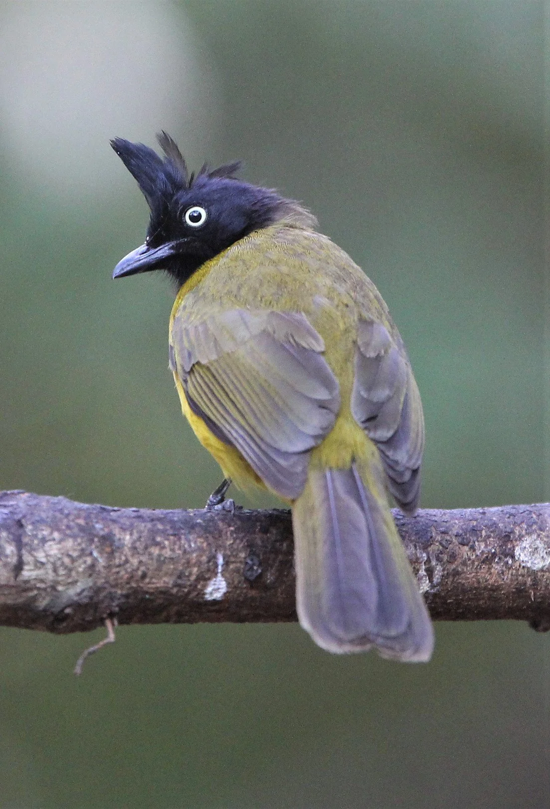 BULBUL - BLACK-CRESTED BULBUL - Pycnonotus melanicterus - LUNG SIN HIDE KAENG KRACHAN (3).jpg