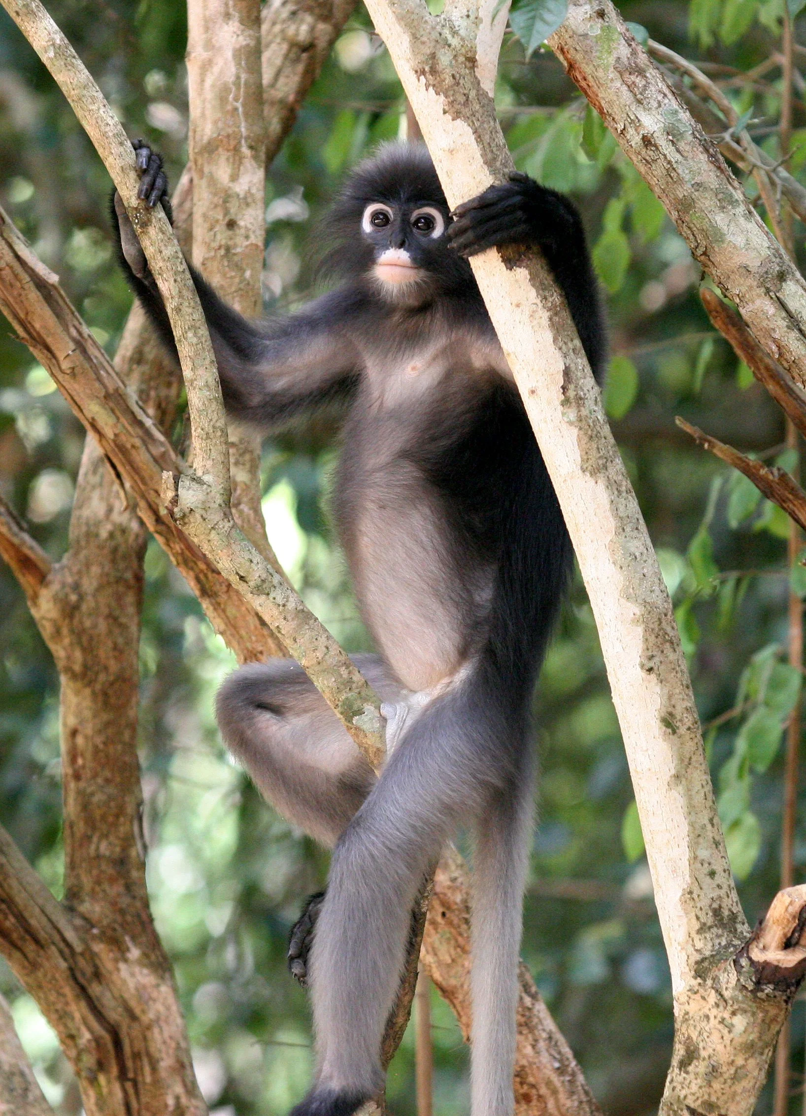 CERCOPITHECIDAE - Trachypithecus obscurus flavicauda - BLOND-TAILED (DUSKY) LANGUR - KAENG KRACHAN NAT'L PARK (3).JPG