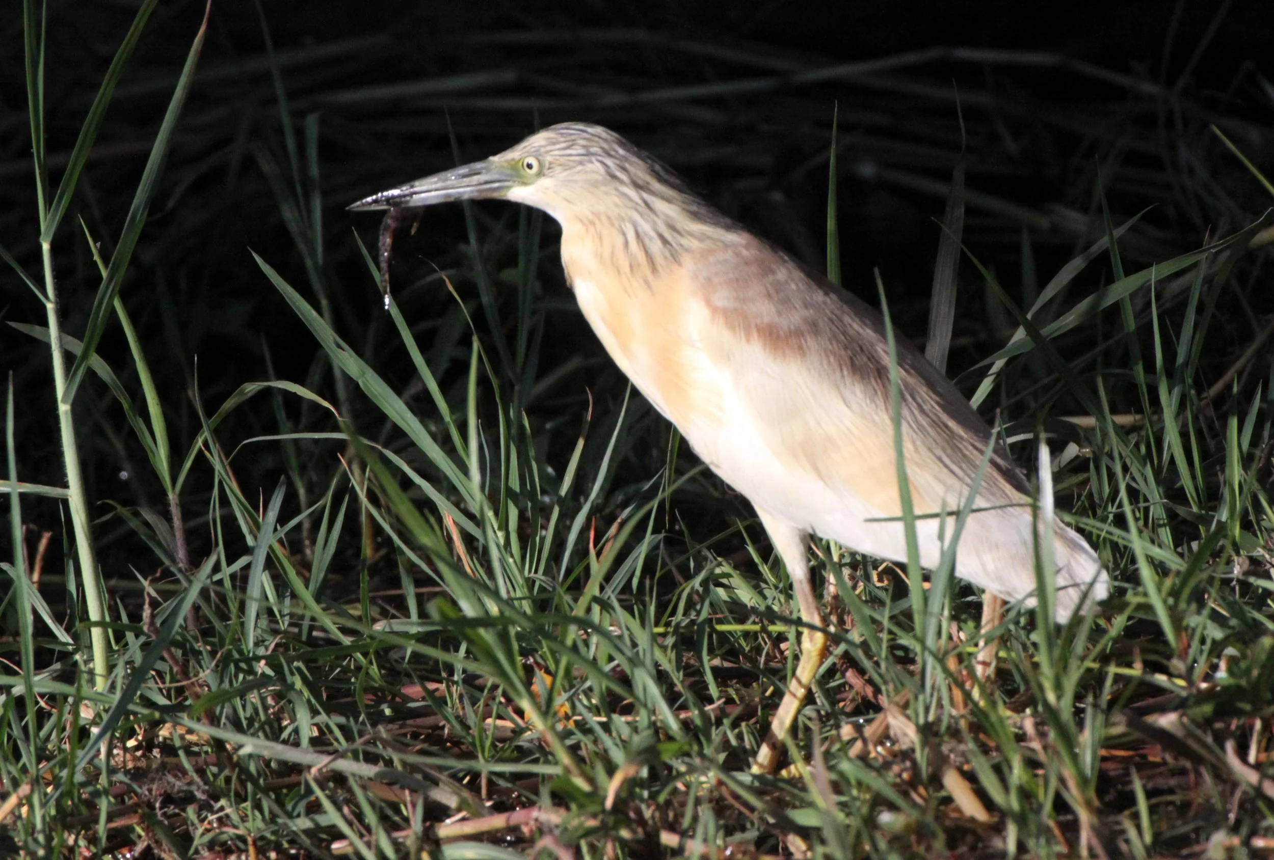 HERON - SQUACCO HERON - Ardeola ralloides - CHOBE NATIONAL PARK BOTSWANA (27).JPG