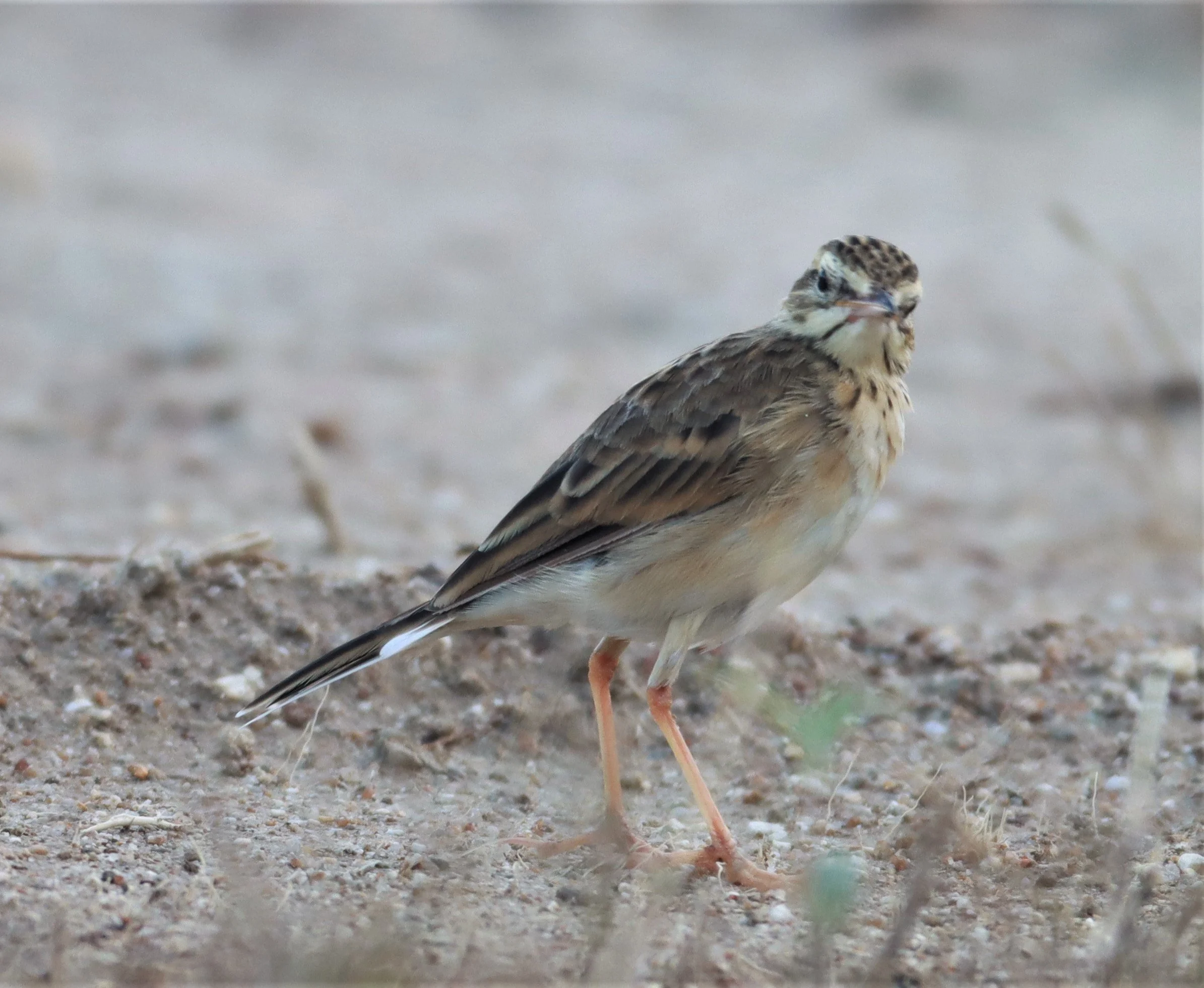 Paddyfield Pipit (Anthus rufulus) PRACHUAP KHIRI KHAN AREA (10).jpg