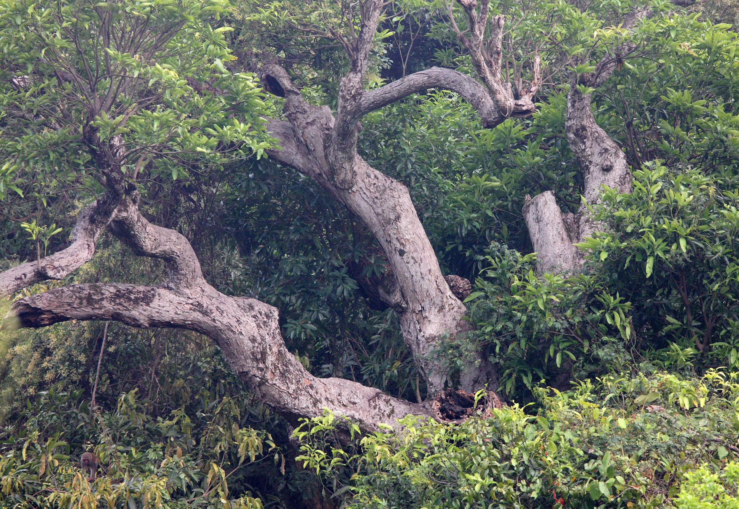 SON TRA PENINSULA DA NANG VIET NAM (7).JPG