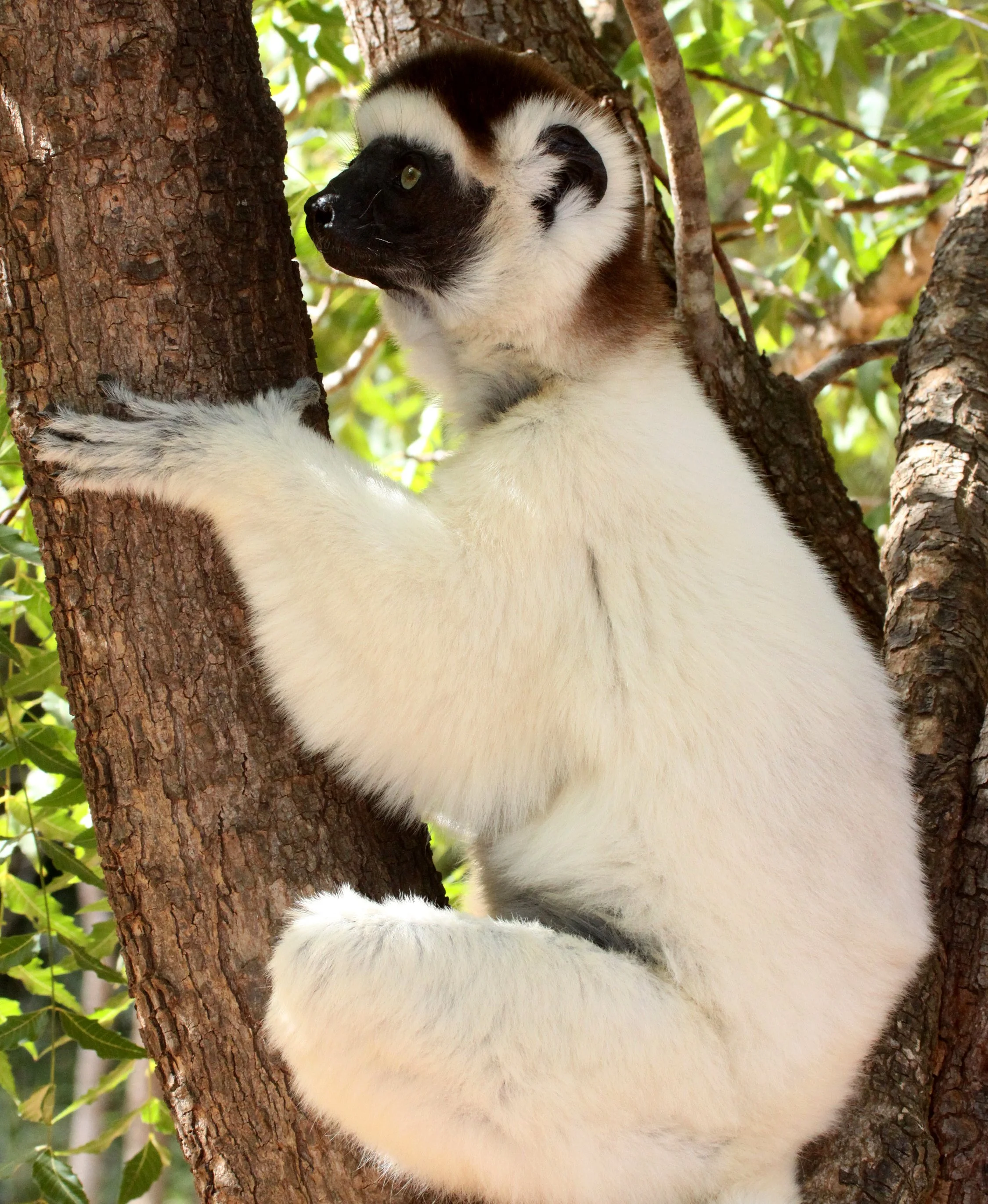 INDRIIDAE - Propithecus verreauxi - VERREAUX'S SIFAKA - BERENTY RESERVE MADAGASCAR (6).JPG