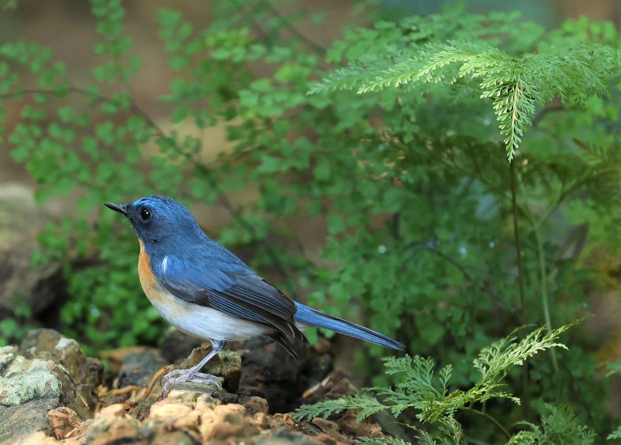 FLYCATCHER - INDOCHINESE BLUE-FLYCATCHER - Cyornis sumatrensis - PETCHABURI PROVINCE - NUY HIDE NEAR KAENG KRACHAN JAN 2022 (54).jpg
