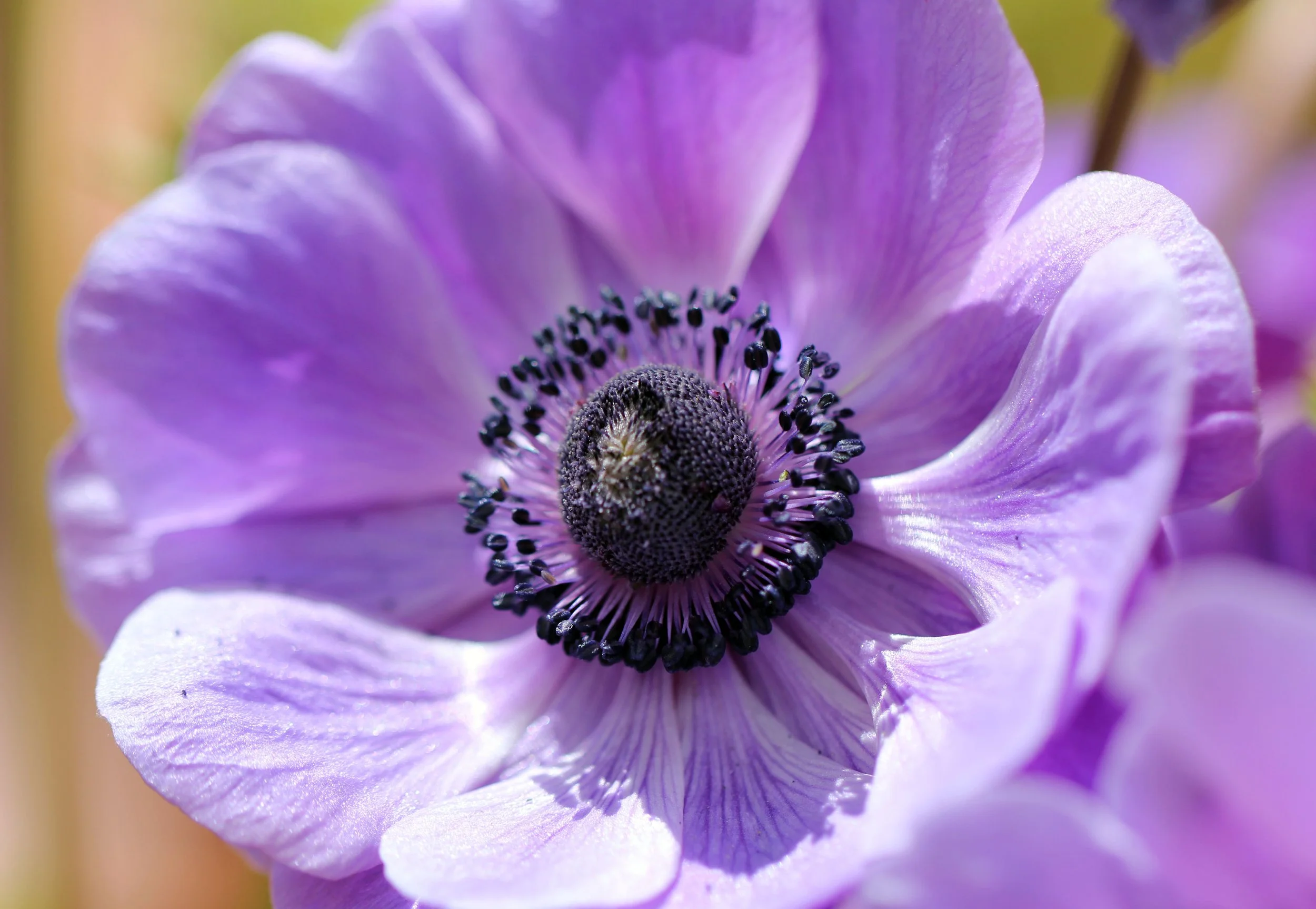 LEH, LADAKH INDIA - SNOW LEOPARD EXPEDITION (31).JPG