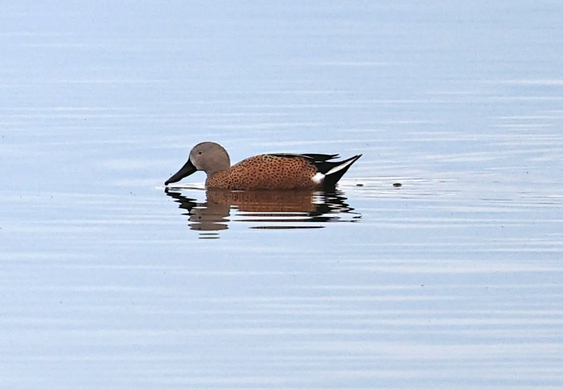 Red Shoveler (Spatula platalea) Lagunas del Ornitólogo, Trelew Argentina (5).jpg