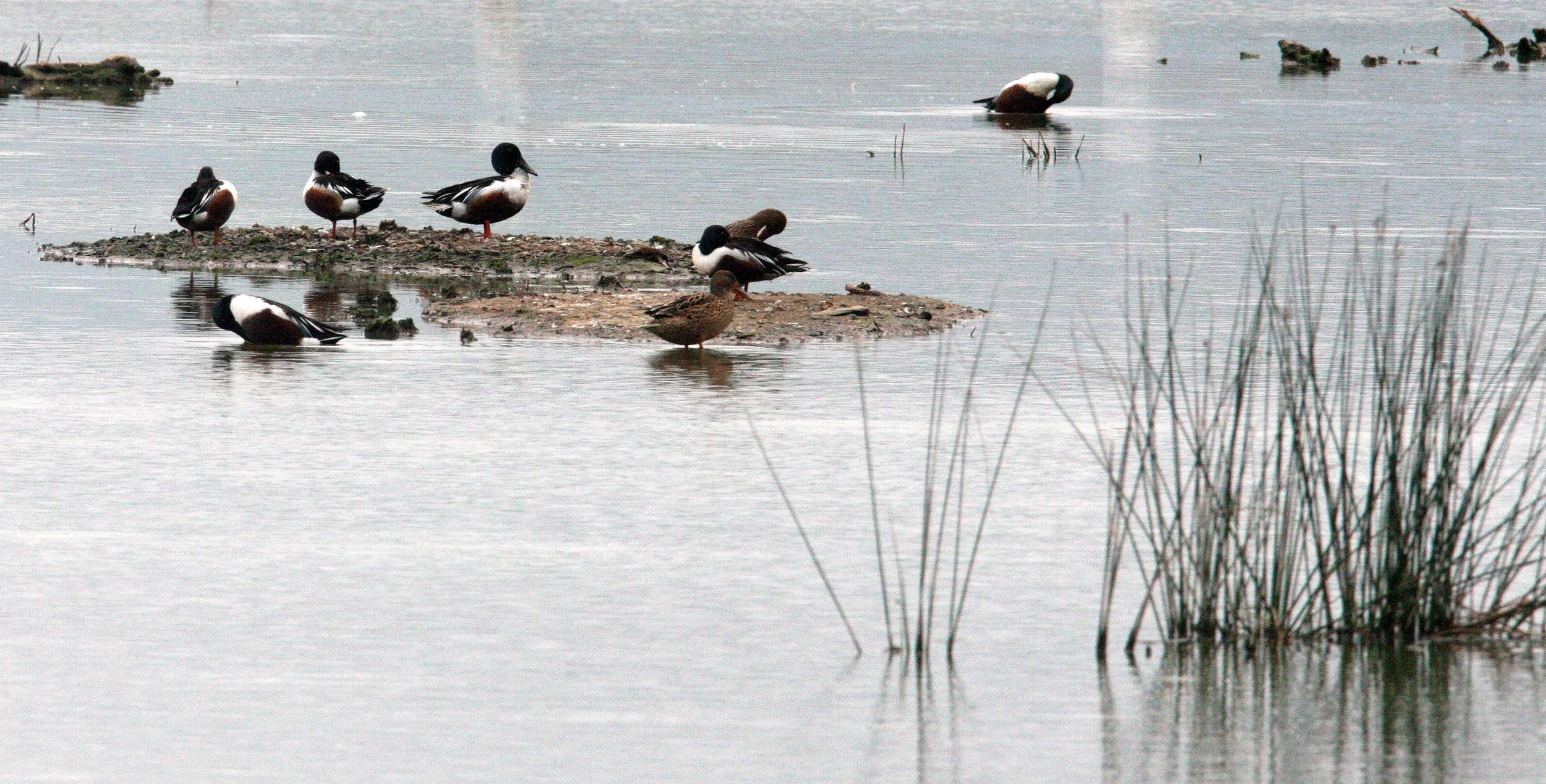 SHOVELER - NORTHERN SHOVELER - Spatula clypeata - MAI PO WETLANDS HONG KONG (23).JPG